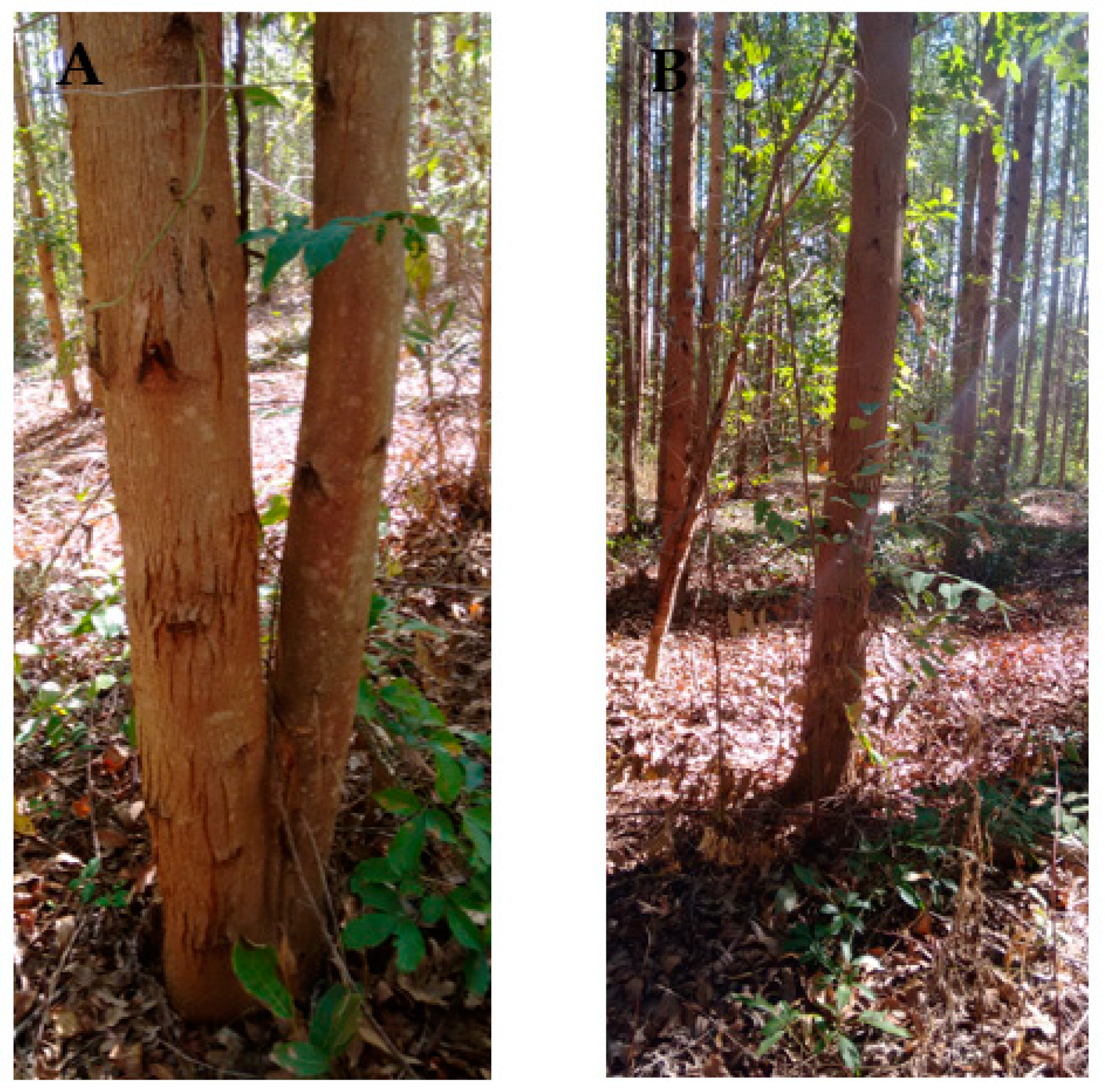 Forests 09 00290 g002 550