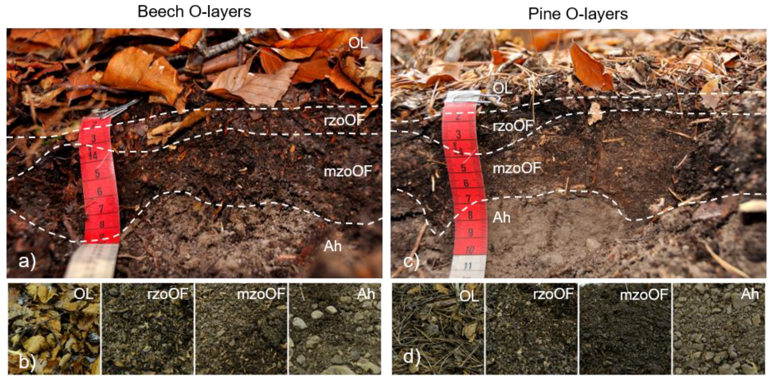 Forests 09 00343 g003