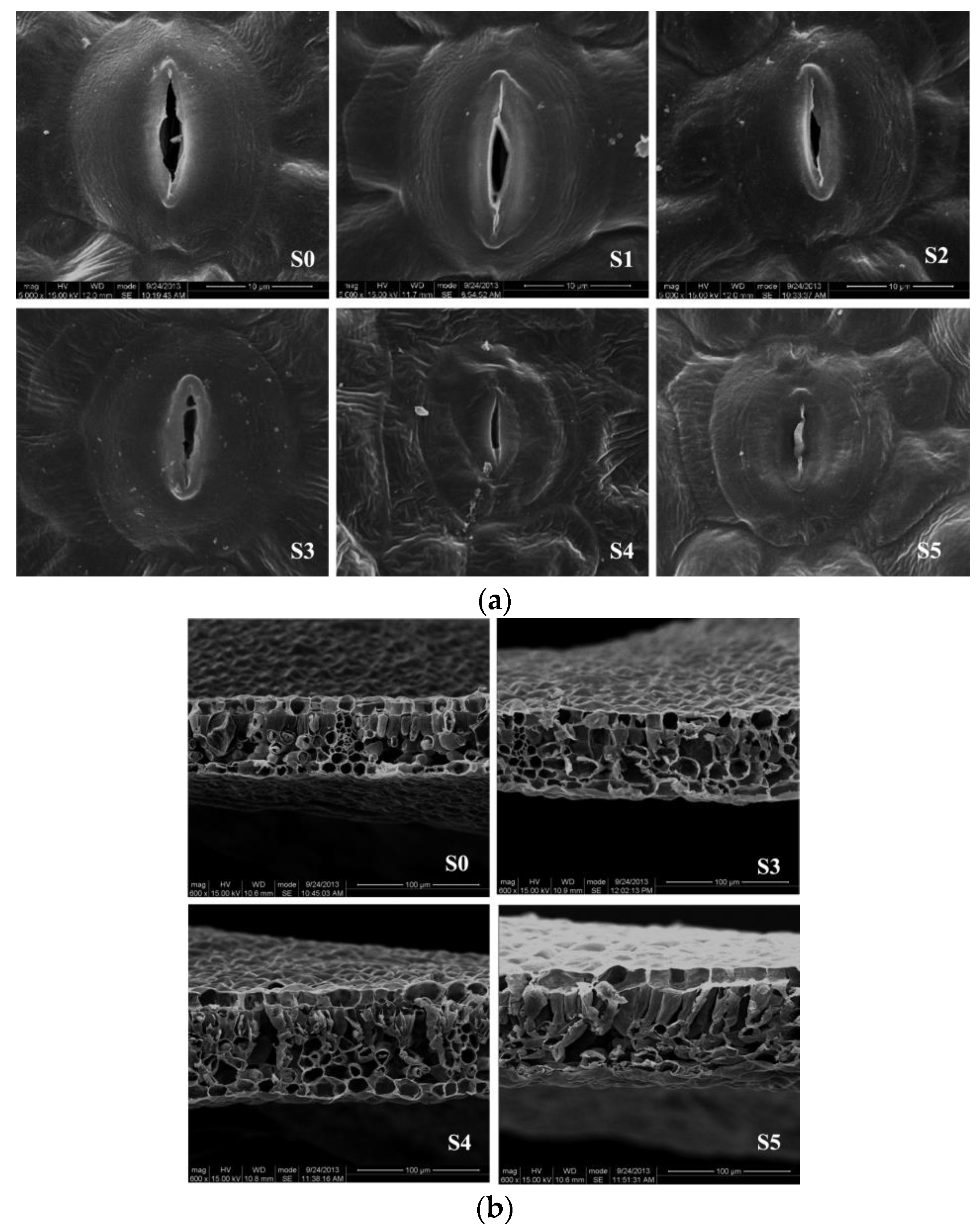 Forests 09 00354 g001