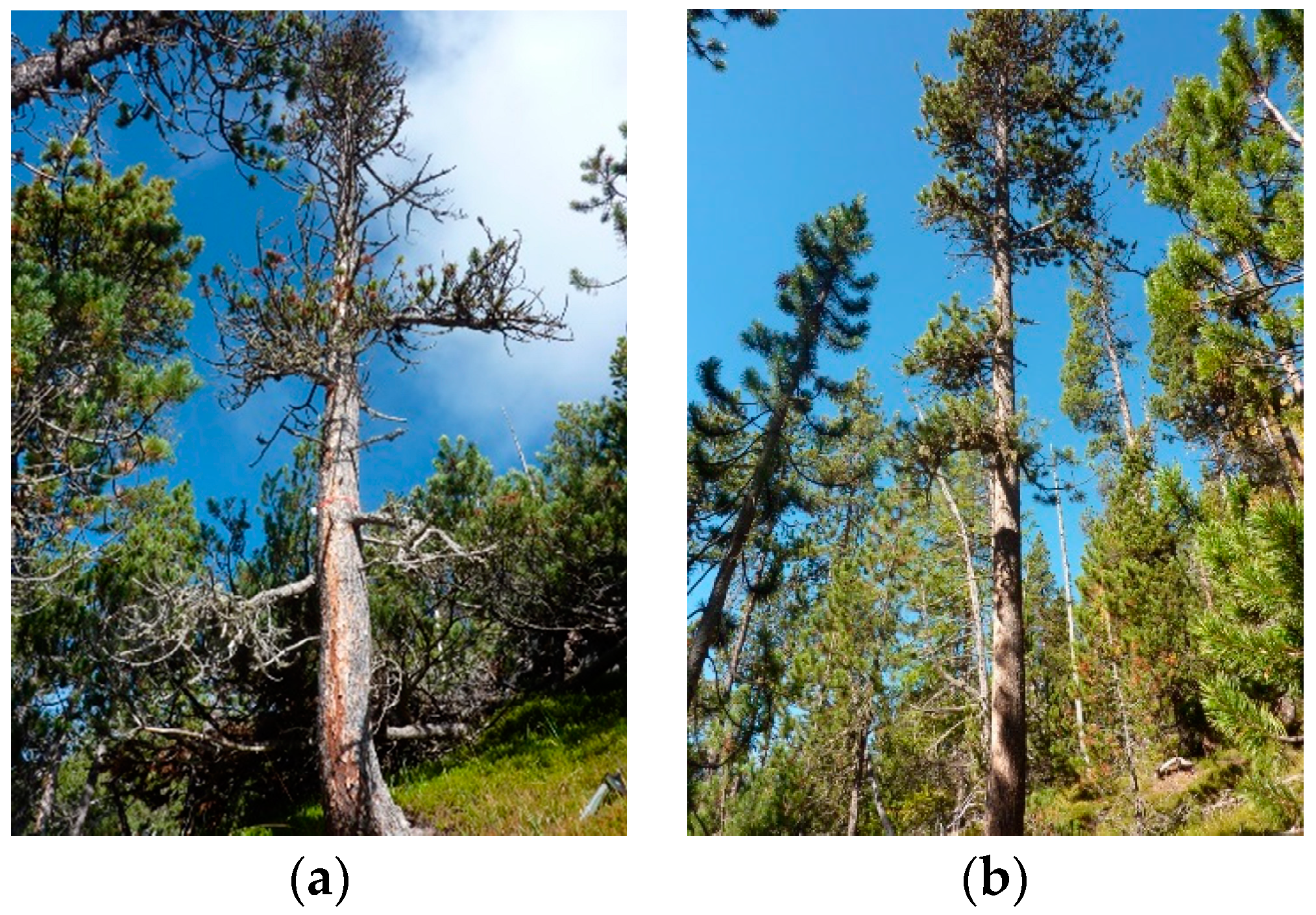 Forests 09 00363 g002