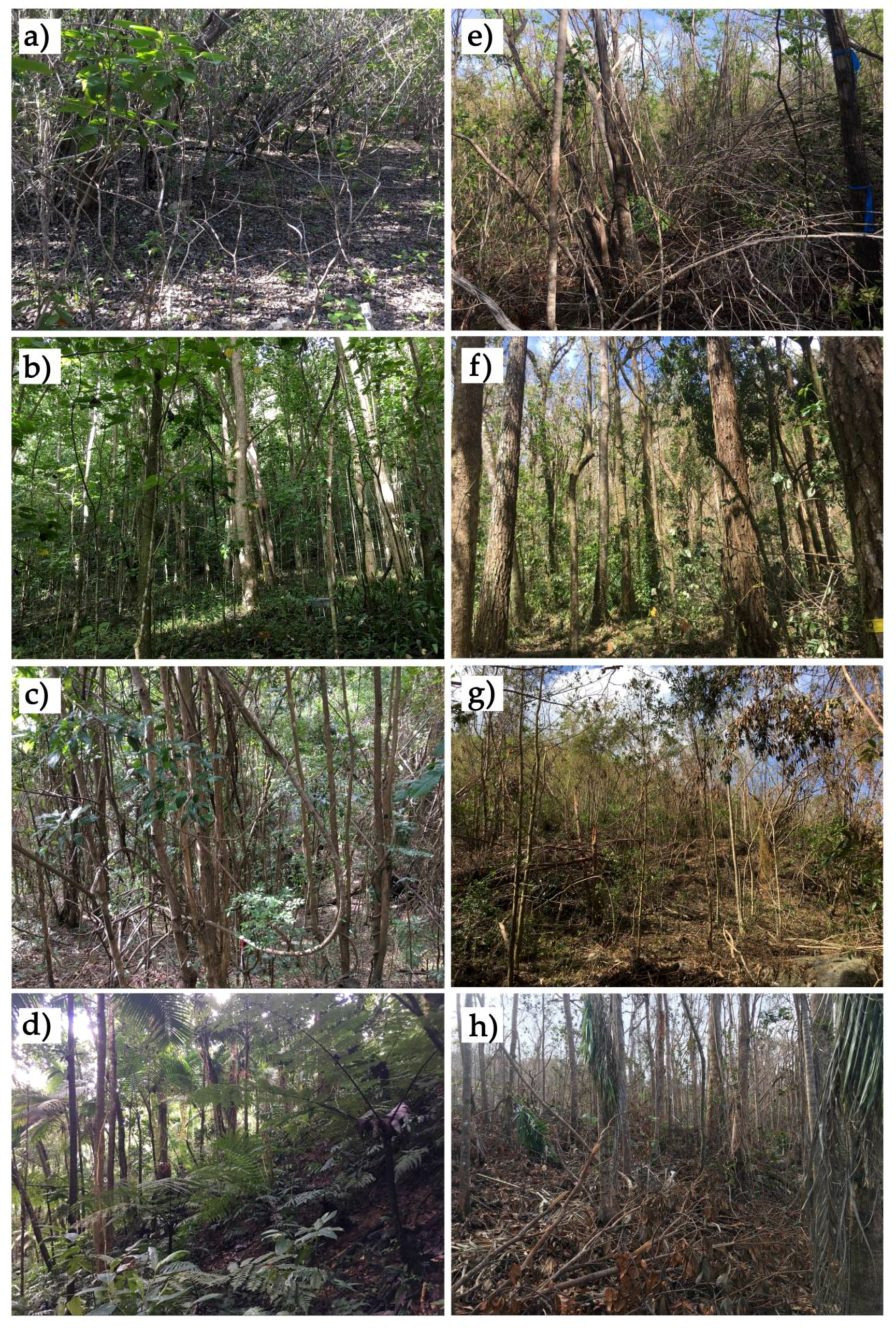 Forests 09 00367 g002