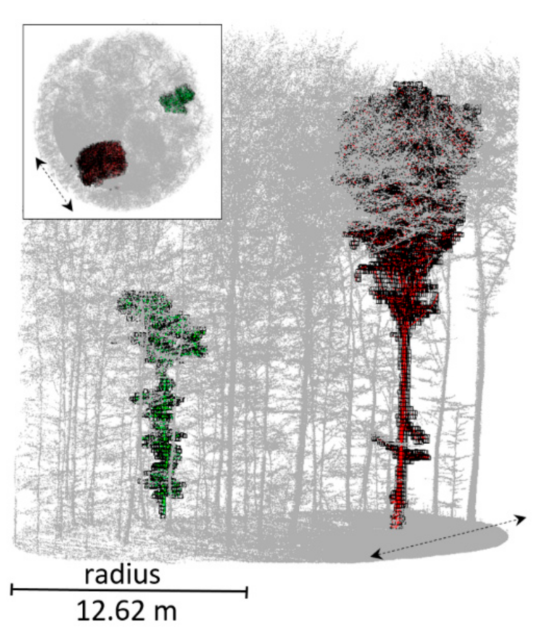 Forests 09 00395 g006