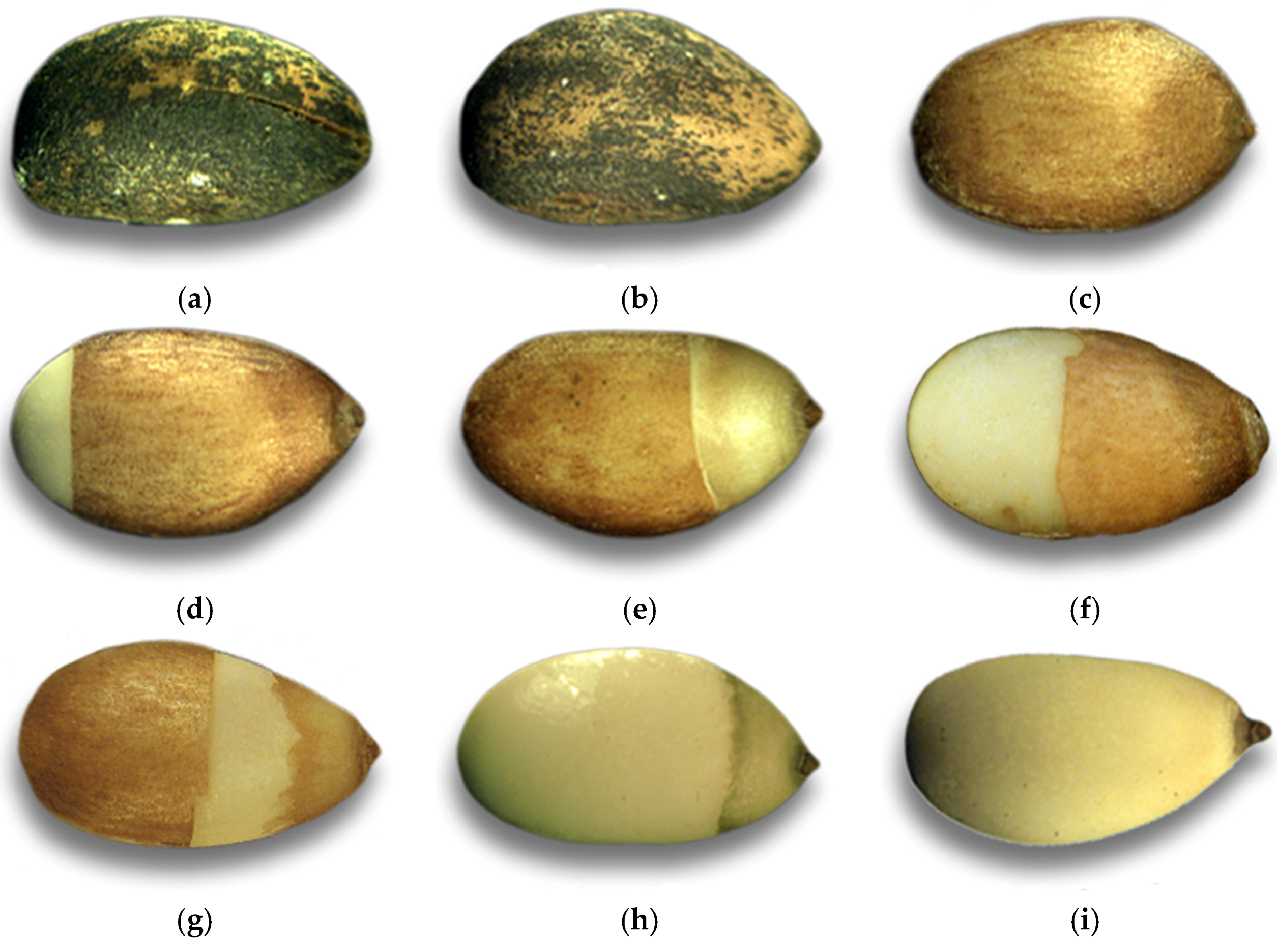 Forests 09 00401 g001 550