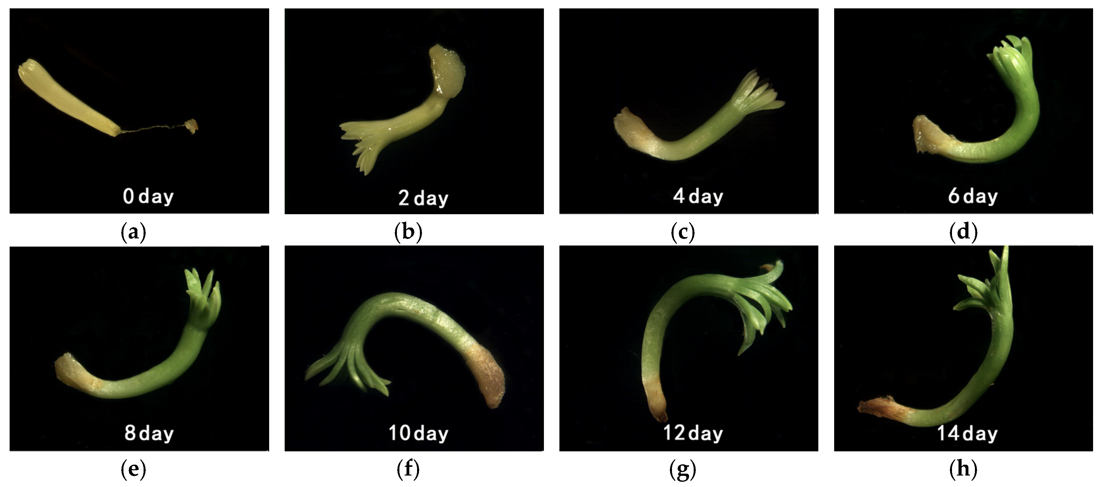 Forests 09 00401 g002 550