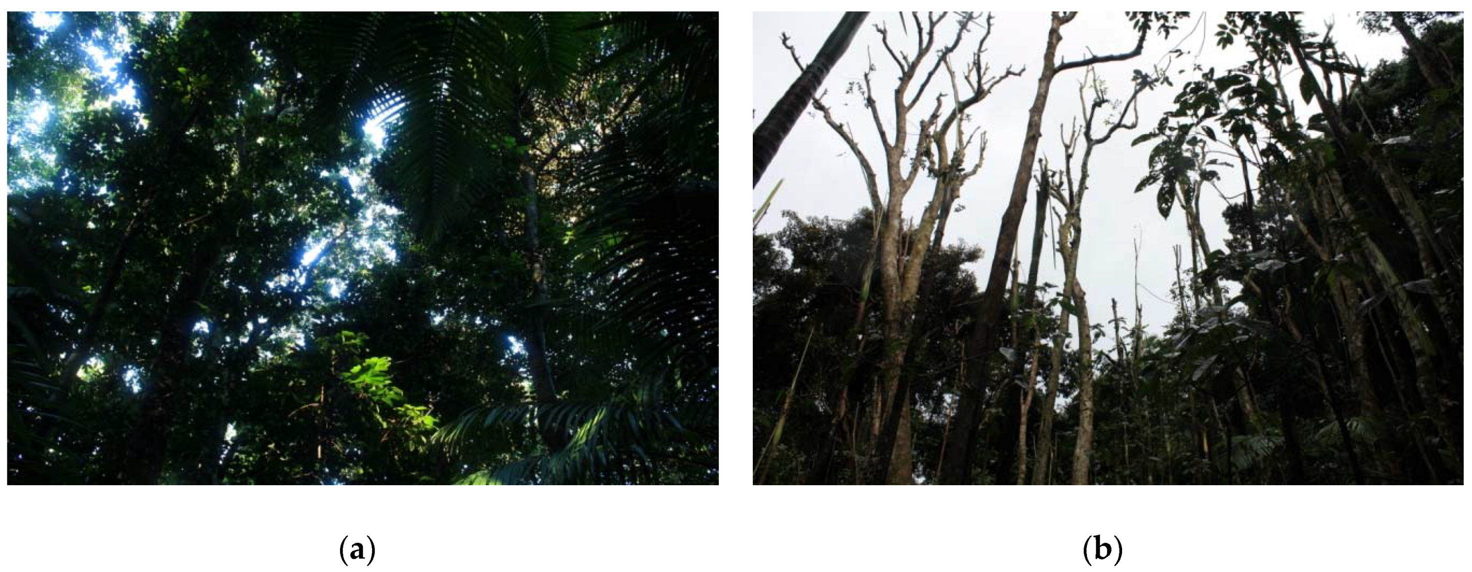 Forests 09 00420 g001a Forests 09 00420 g001a