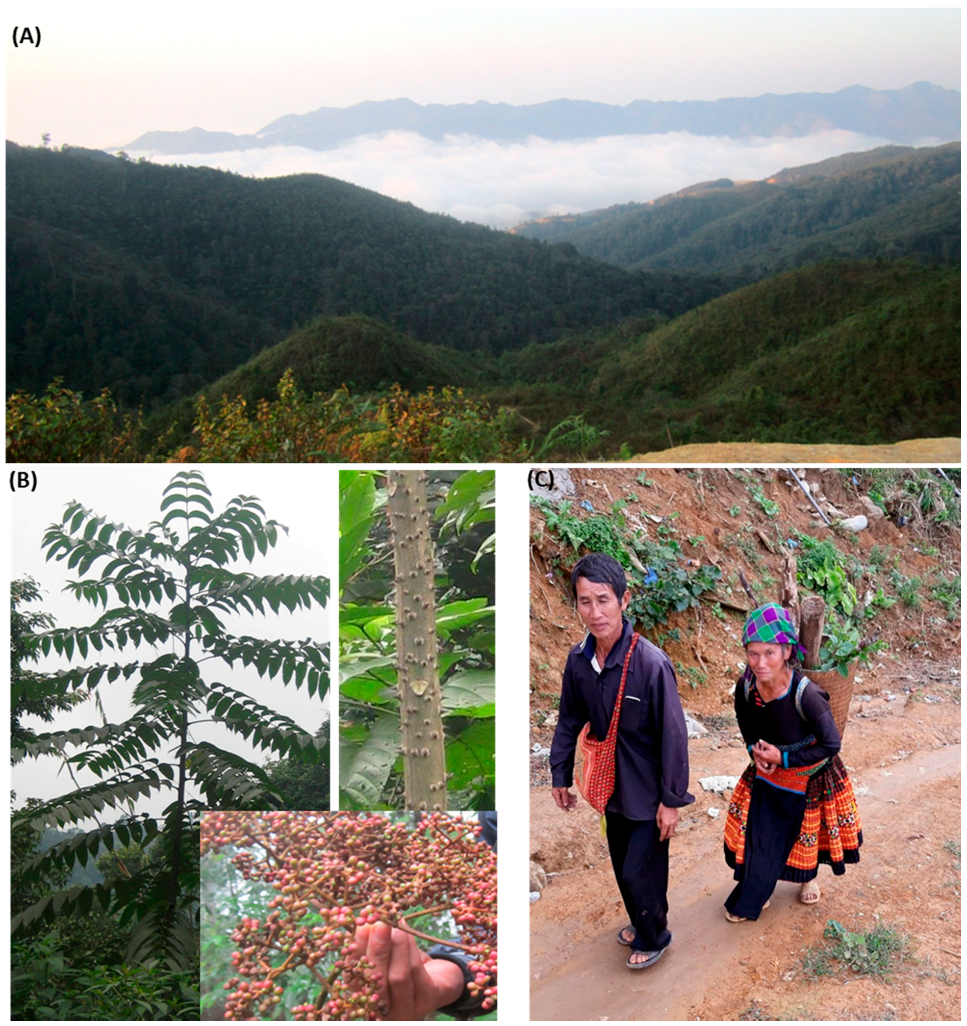 Forests 09 00431 g001 Forests 09 00431 g001