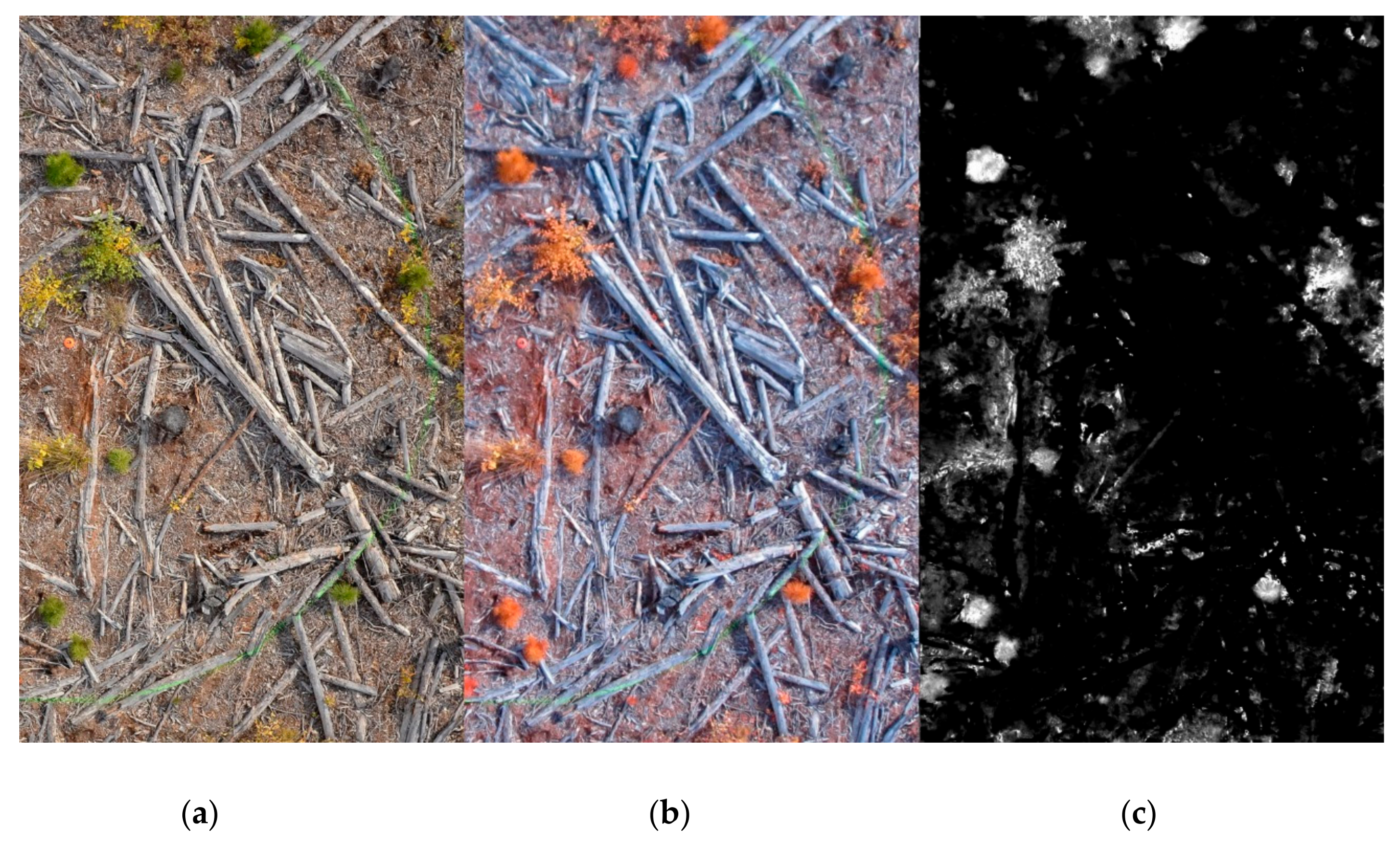 Forests 09 00432 g004