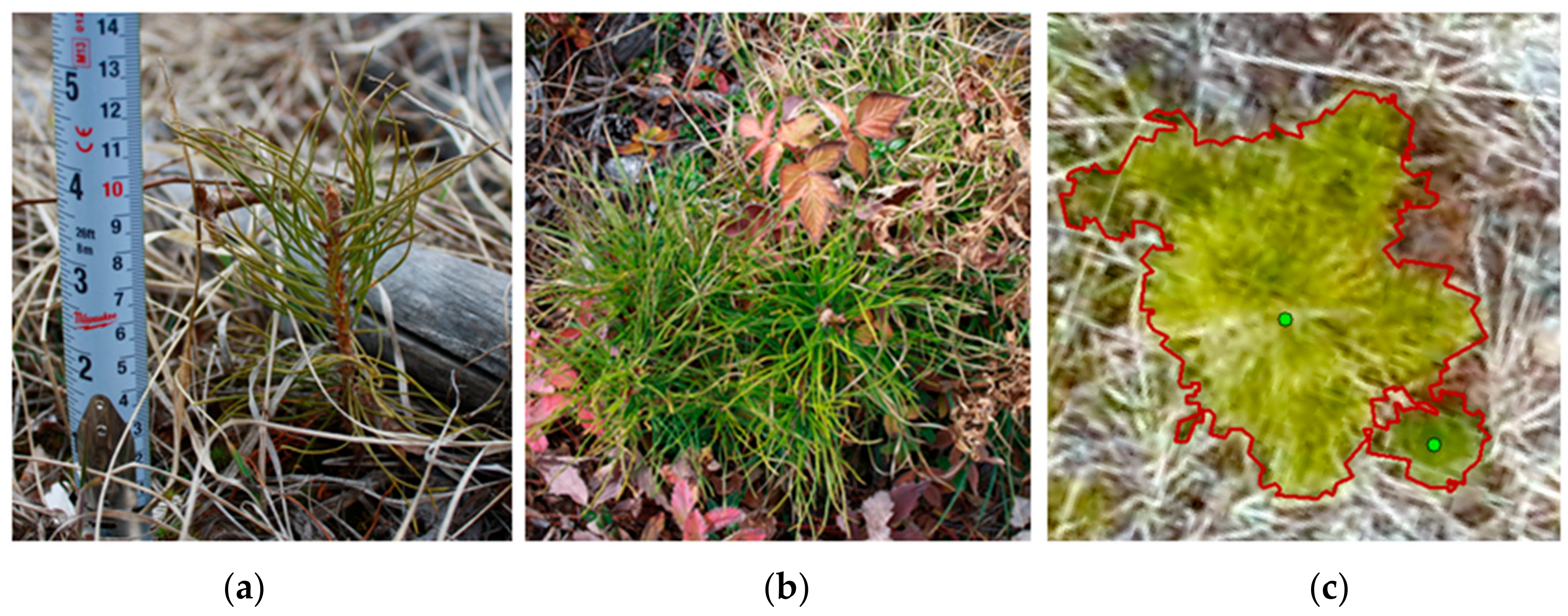 Forests 09 00432 g007