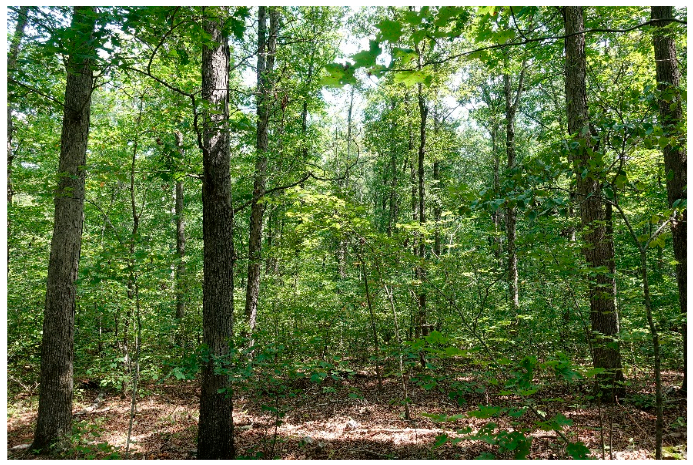 Forests 09 00461 g003 550