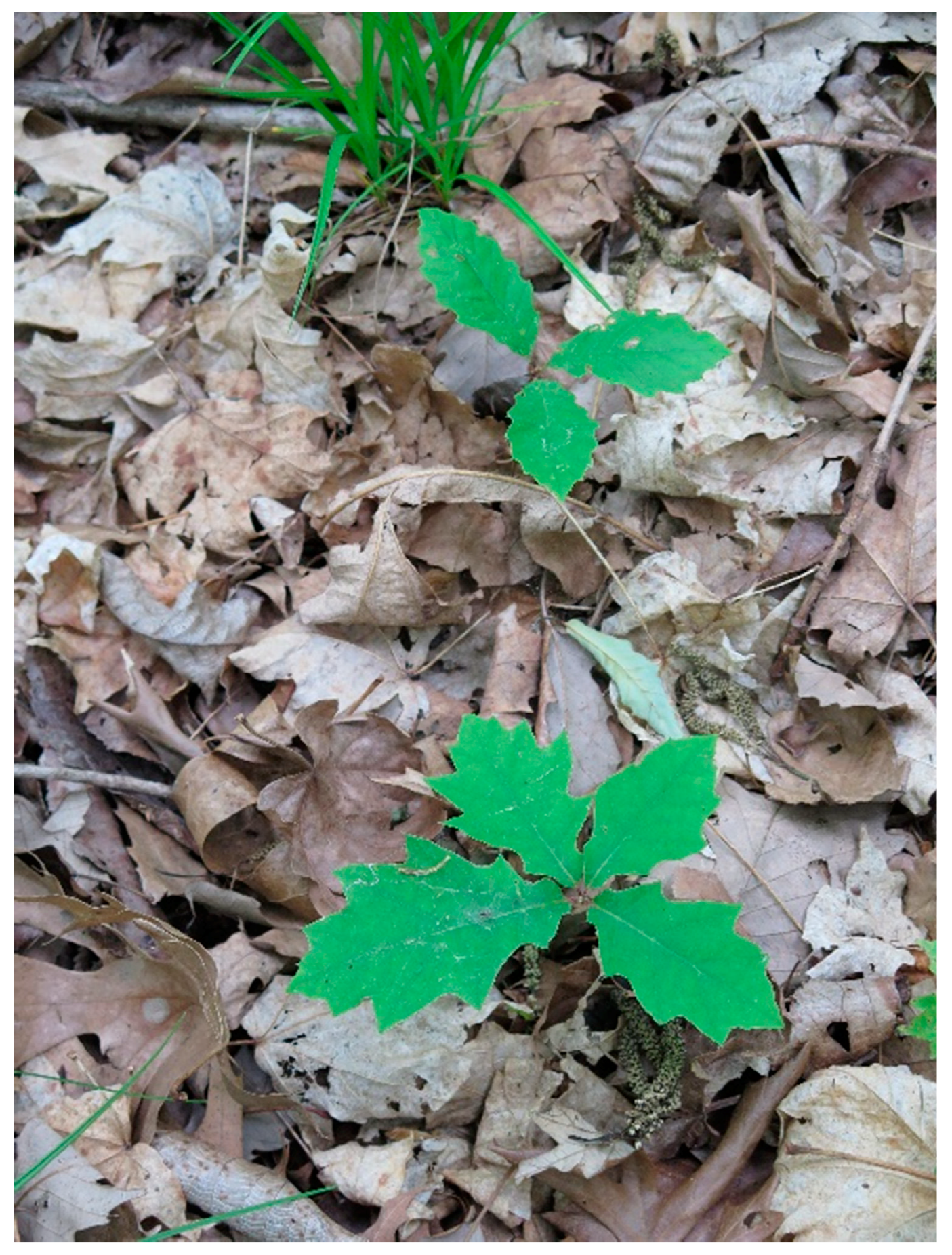 Forests 09 00461 g004 550