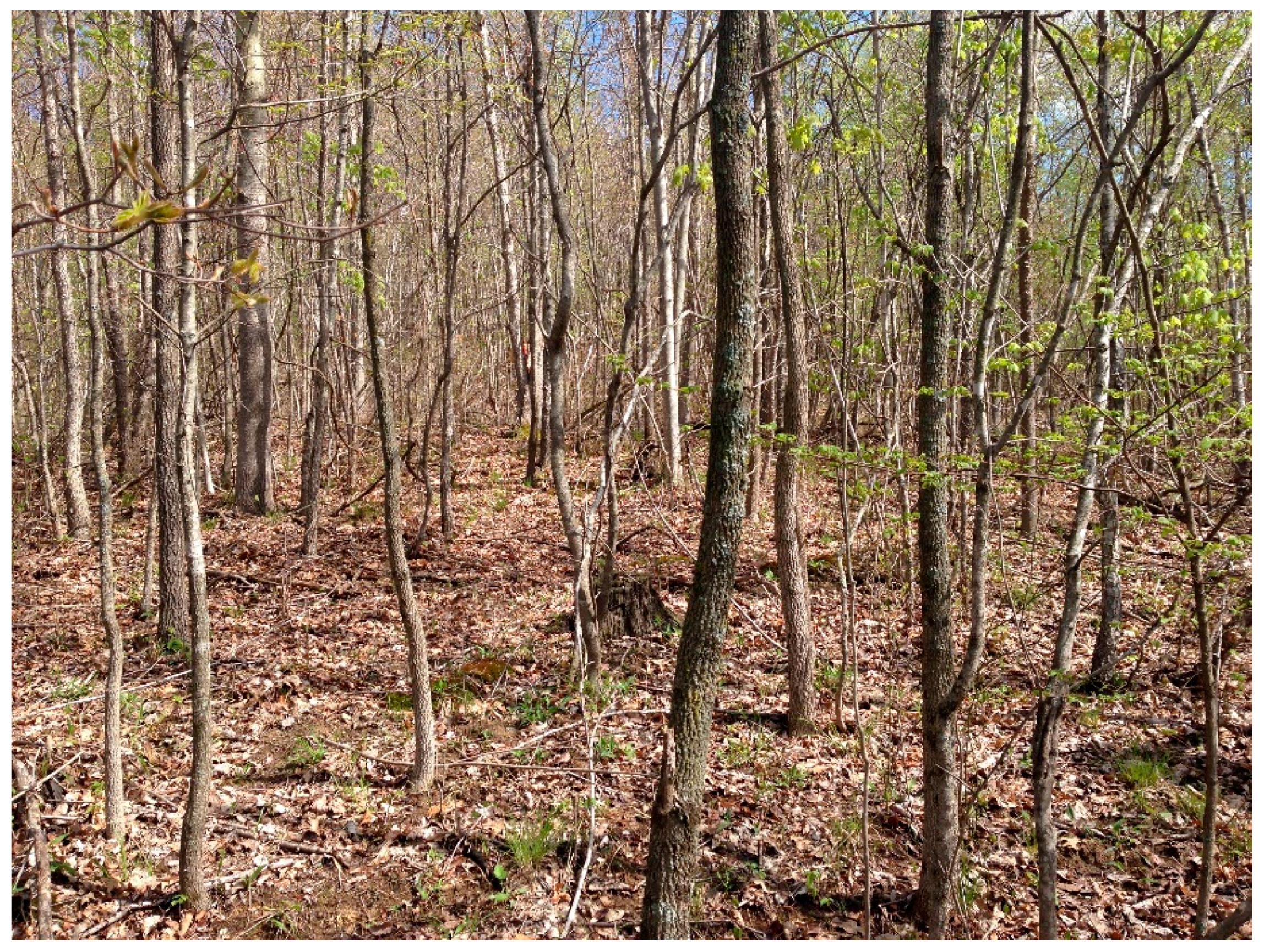 Forests 09 00461 g006 550