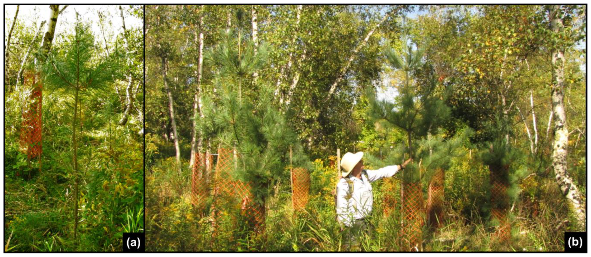 Forests 09 00499 g009