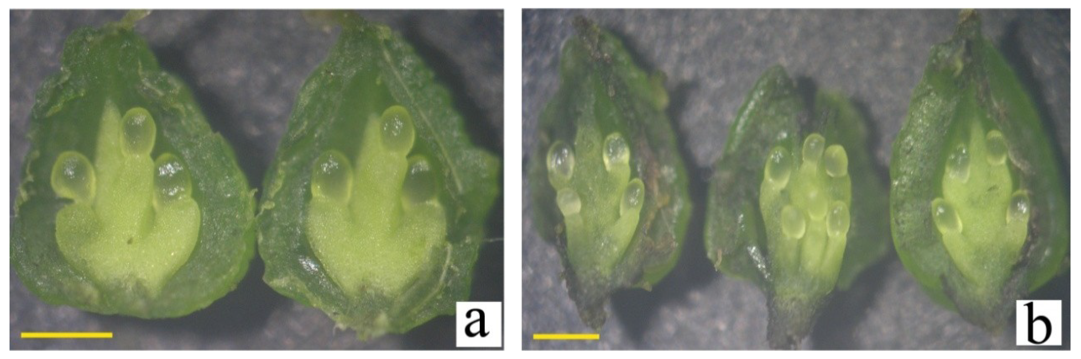 Forests 09 00516 g004