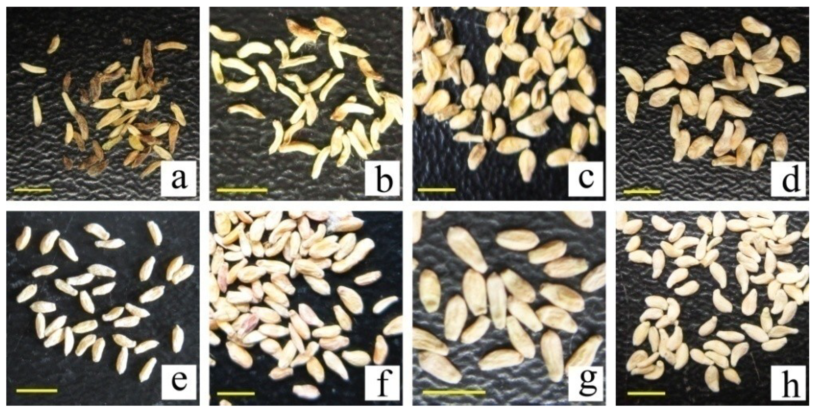 Forests 09 00516 g005