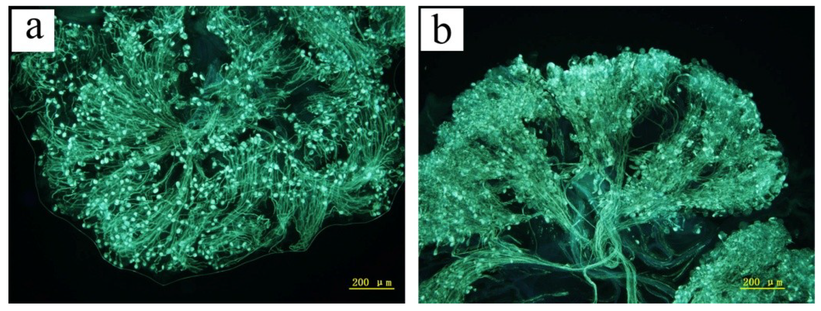 Forests 09 00516 g006