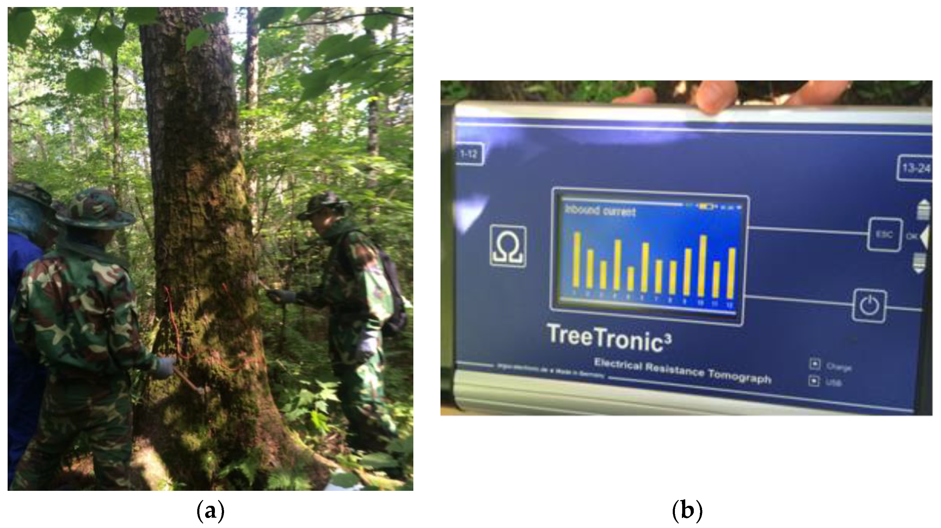 Forests 09 00550 g001