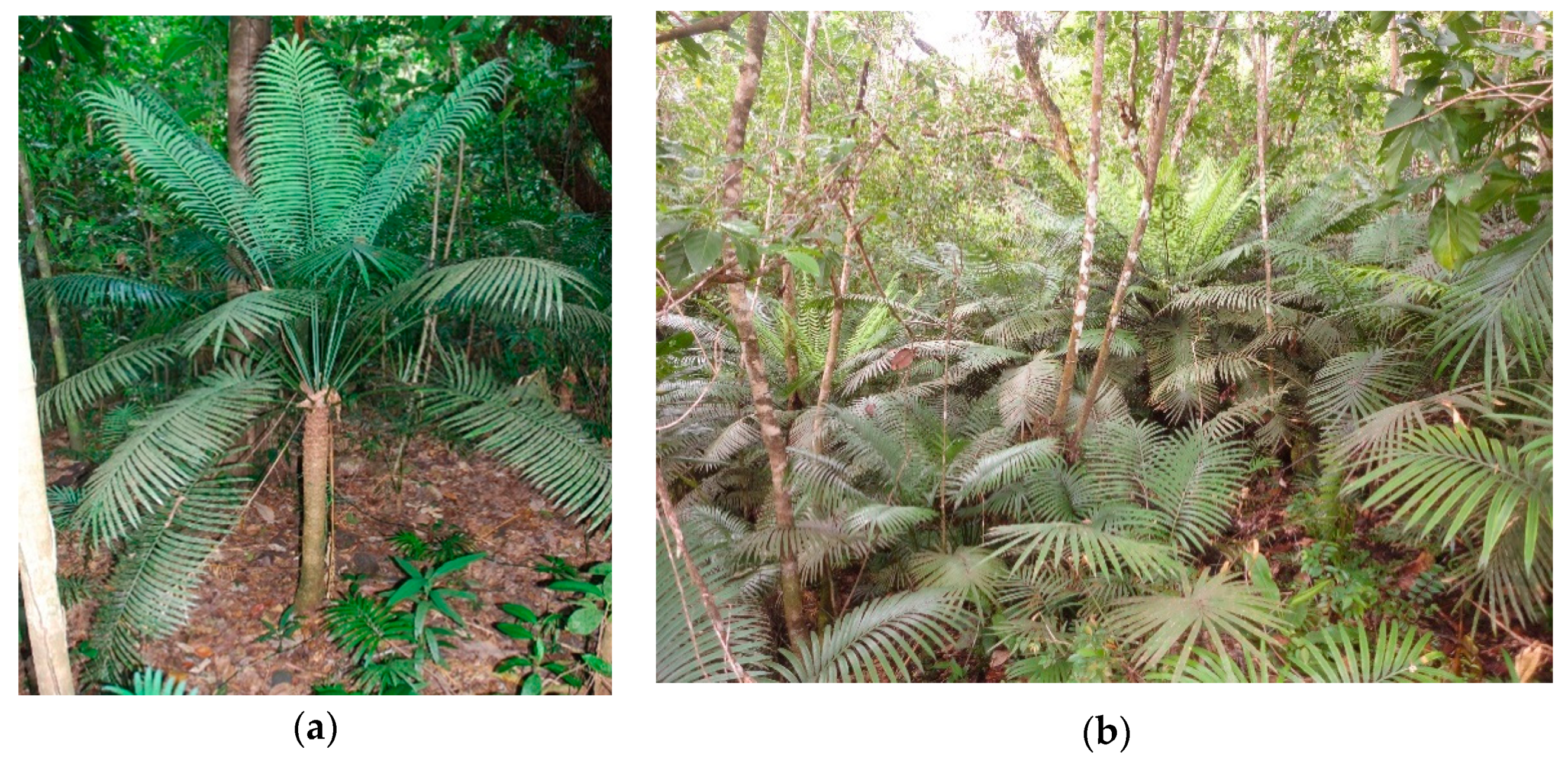 Forests 09 00565 g001