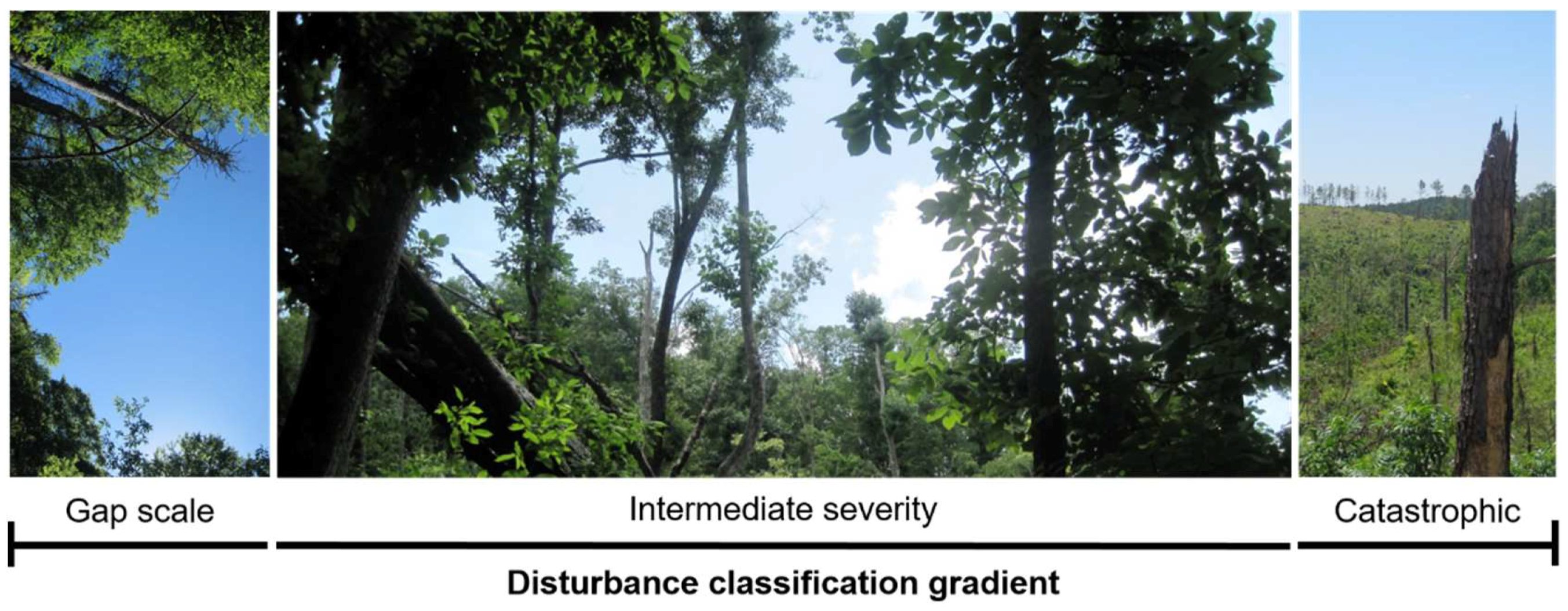 Forests 09 00579 g001