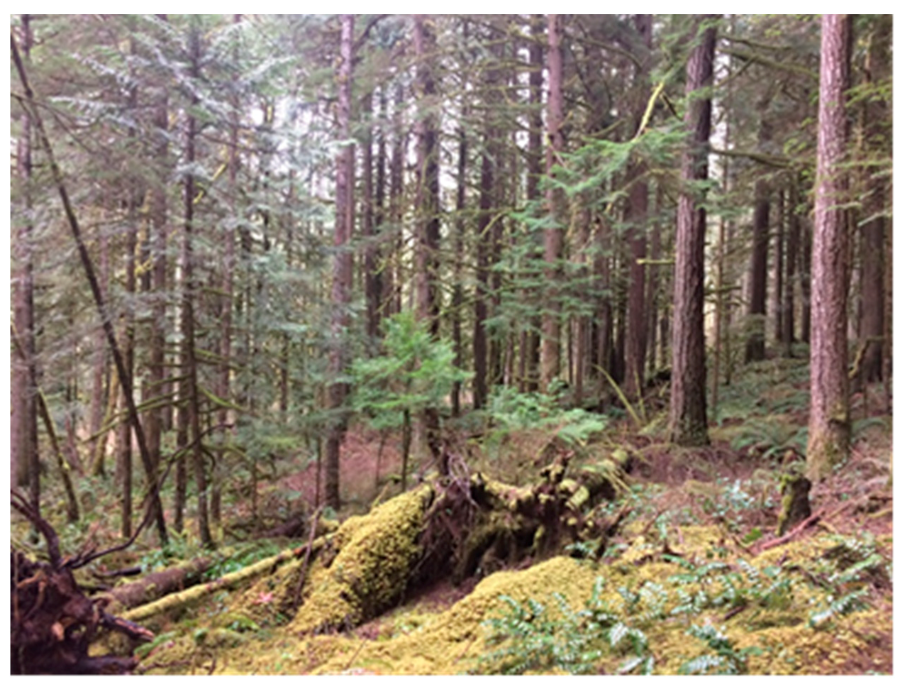 Forests 09 00618 g006