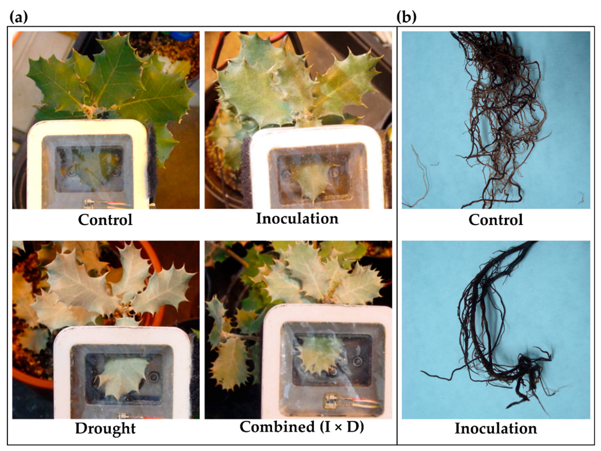 Forests 09 00634 g001 Forests 09 00634 g001