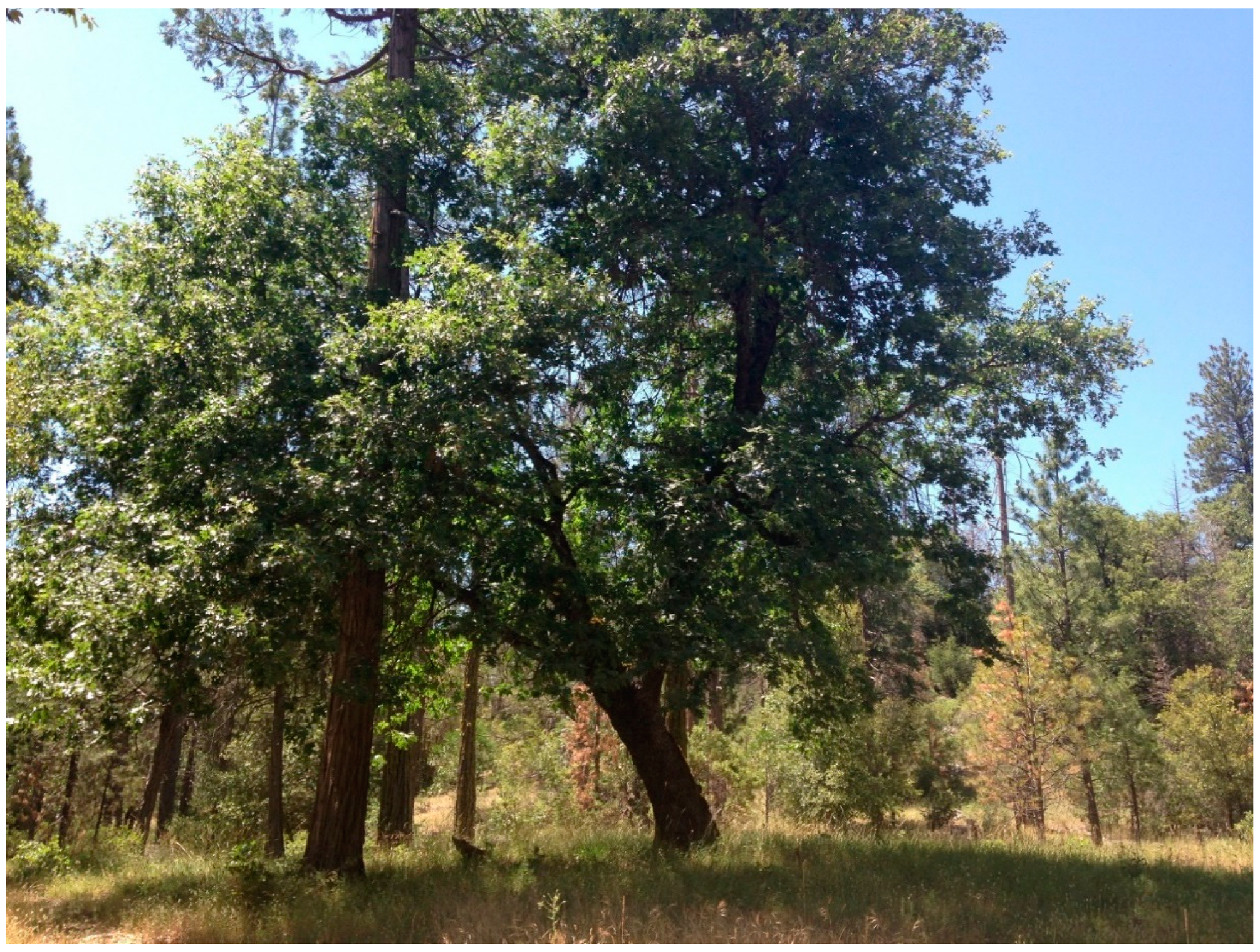 Forests 09 00651 g001
