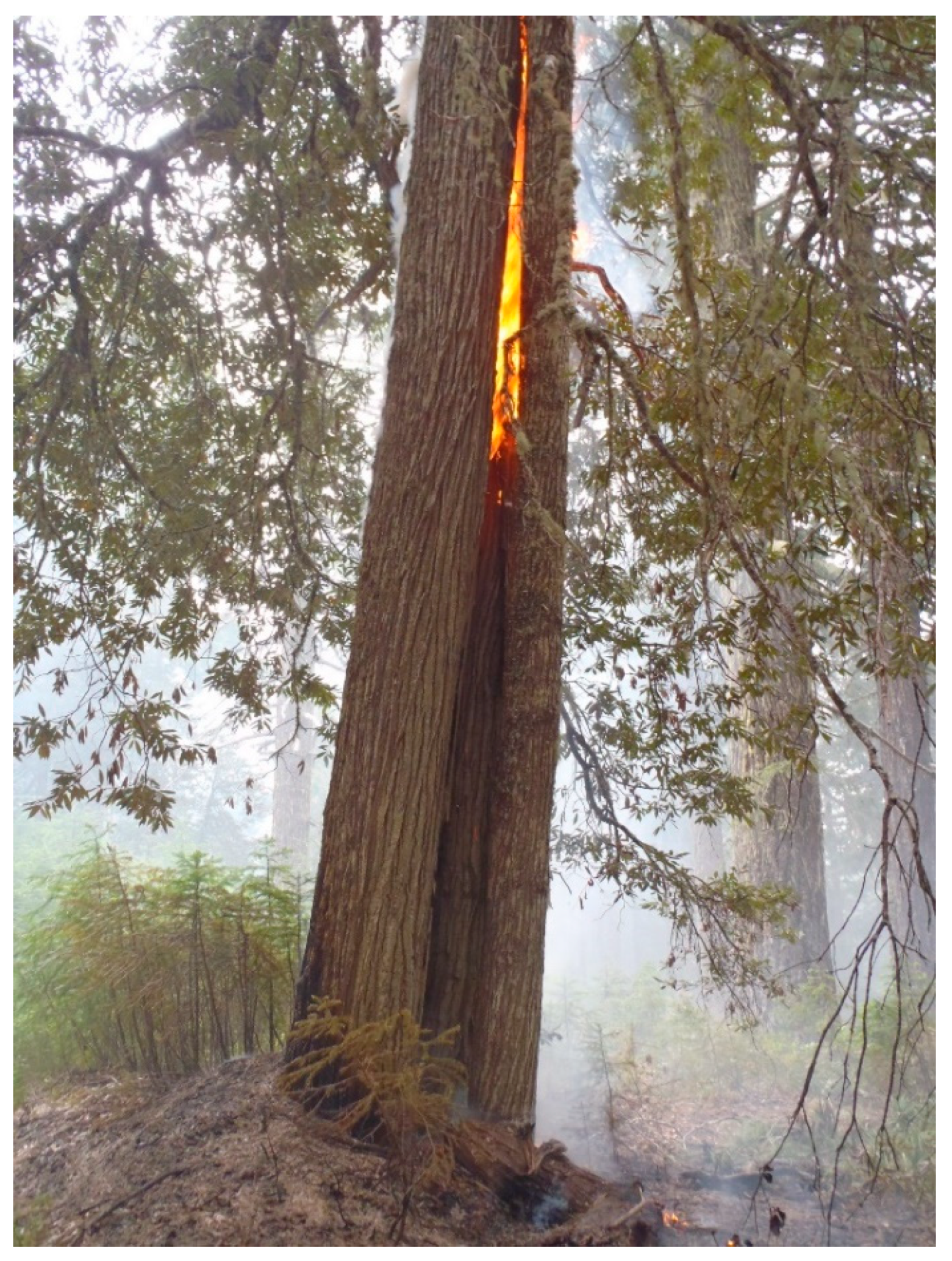Forests 09 00651 g011
