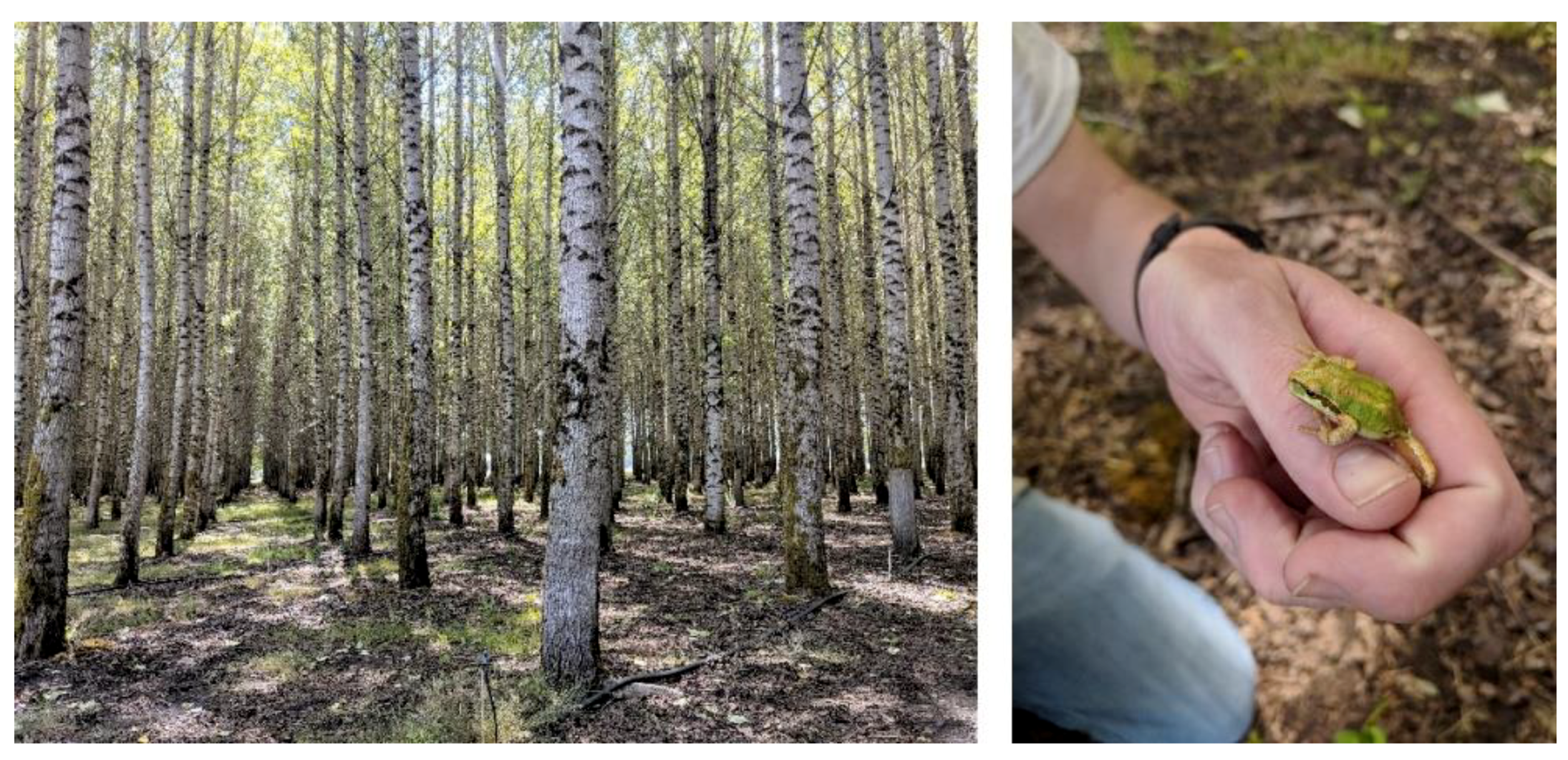 Forests 09 00655 g004 Forests 09 00655 g004