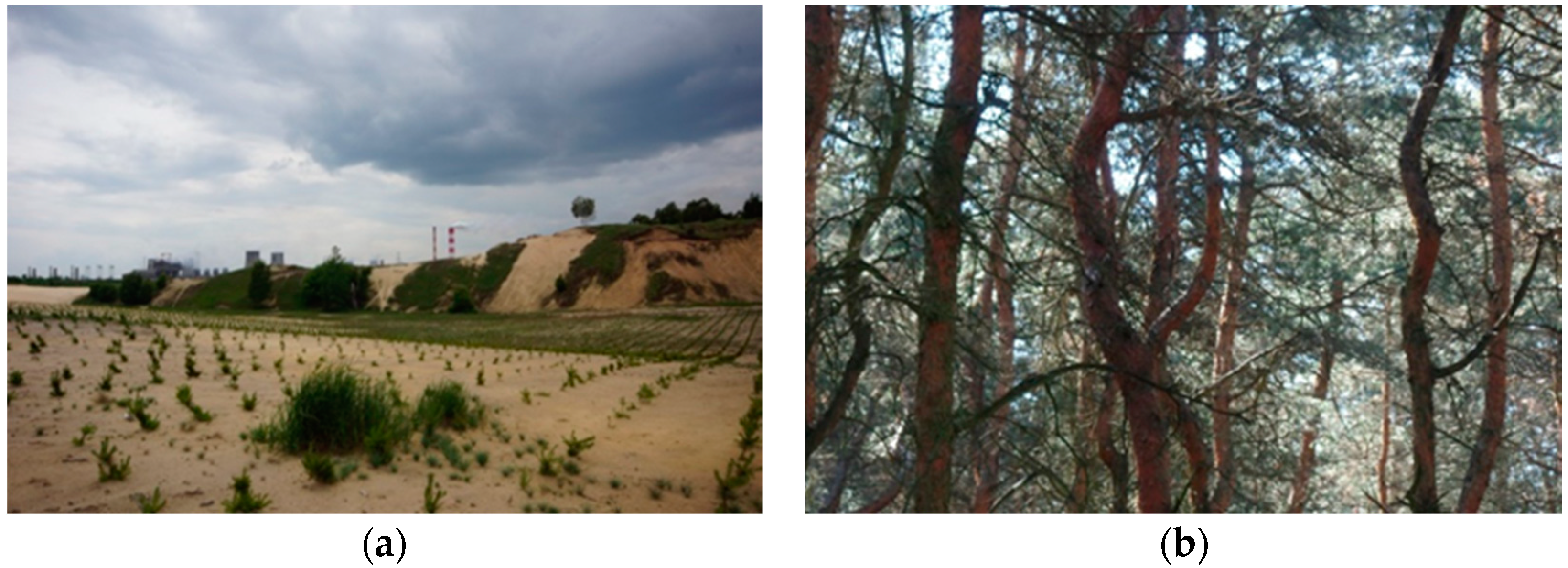 Forests 09 00661 g002