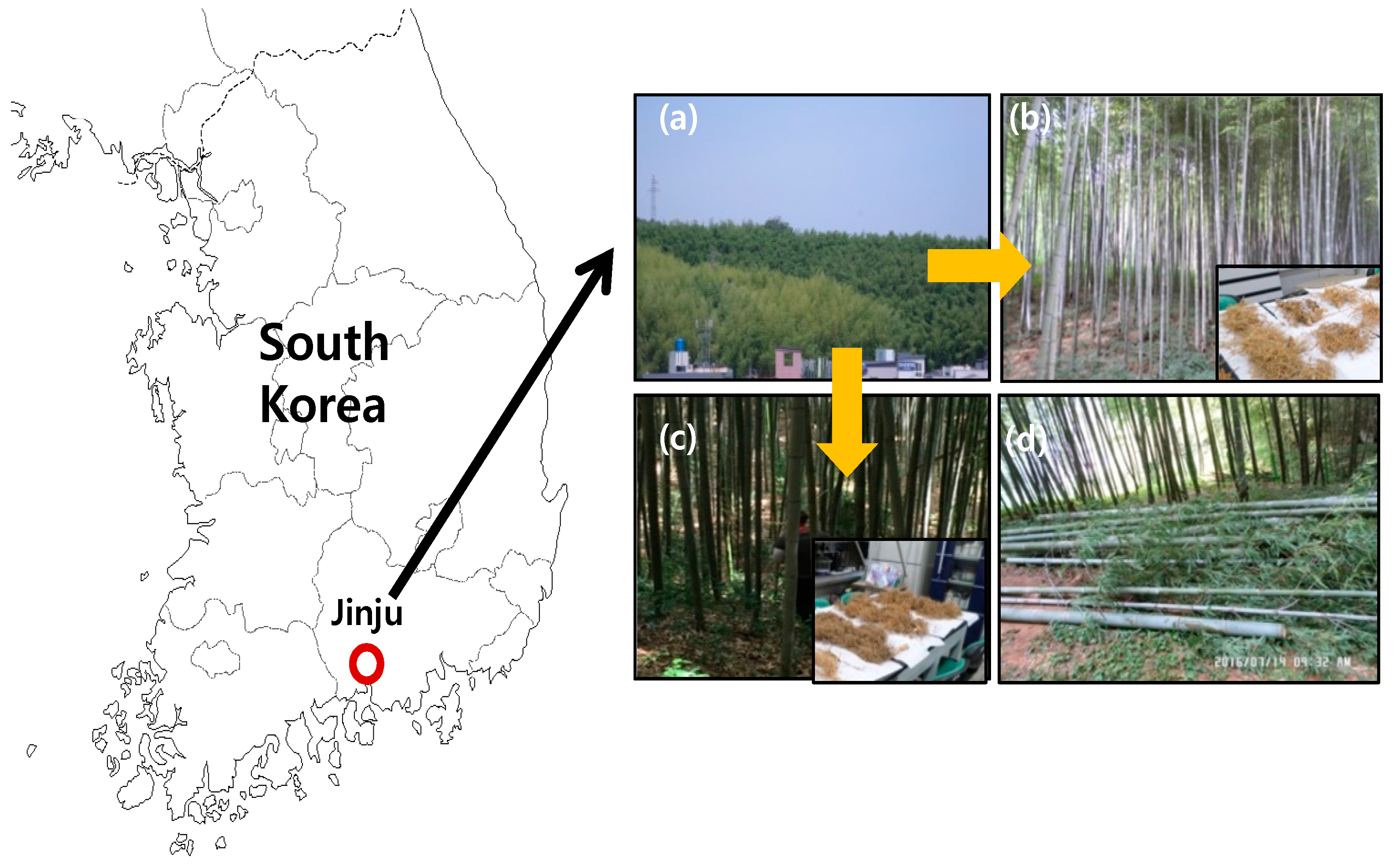 Forests 09 00671 g001 Forests 09 00671 g001