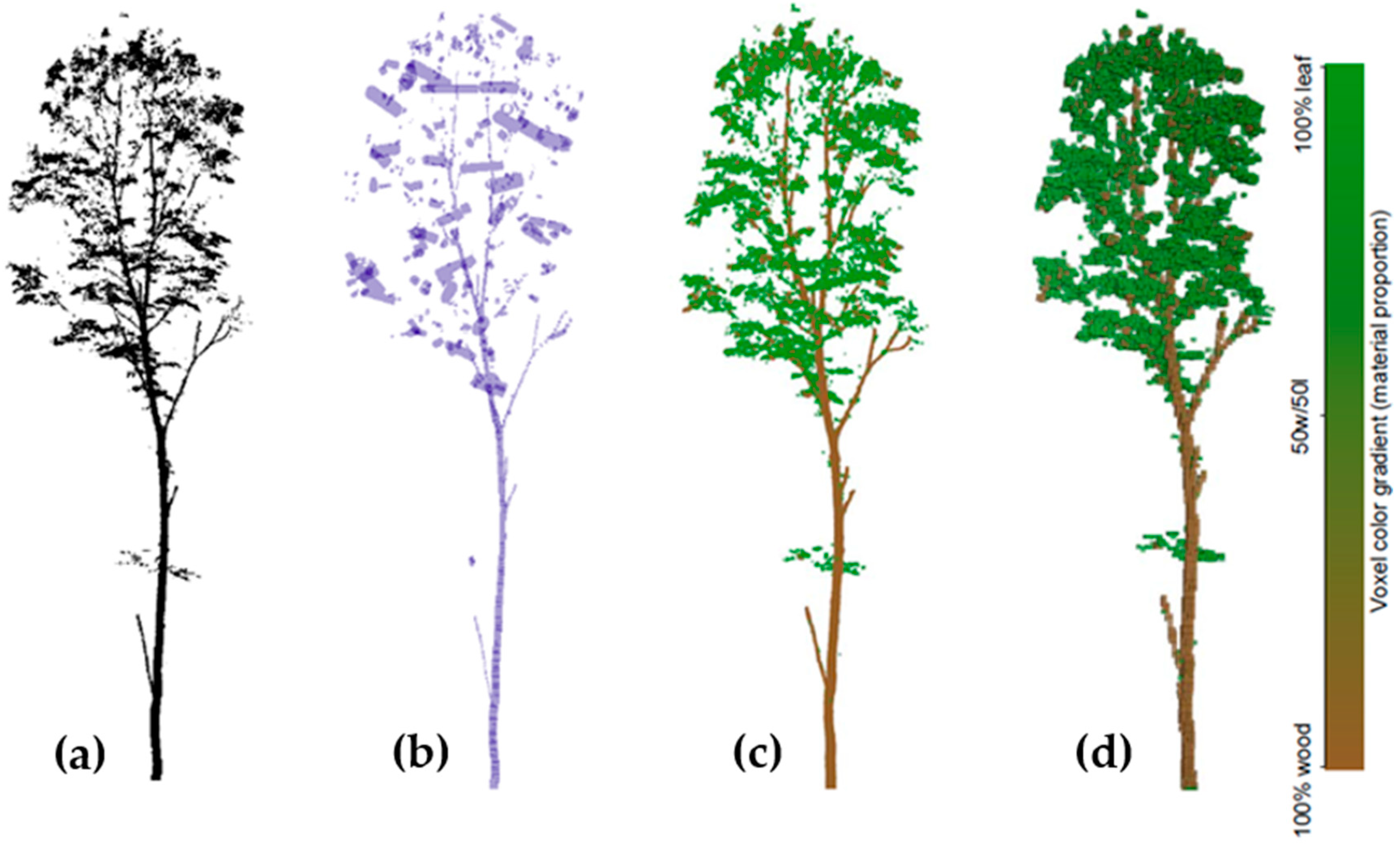 Crowning of trees: the purpose, types and methods Crowning of trees: the purpose, types and methods