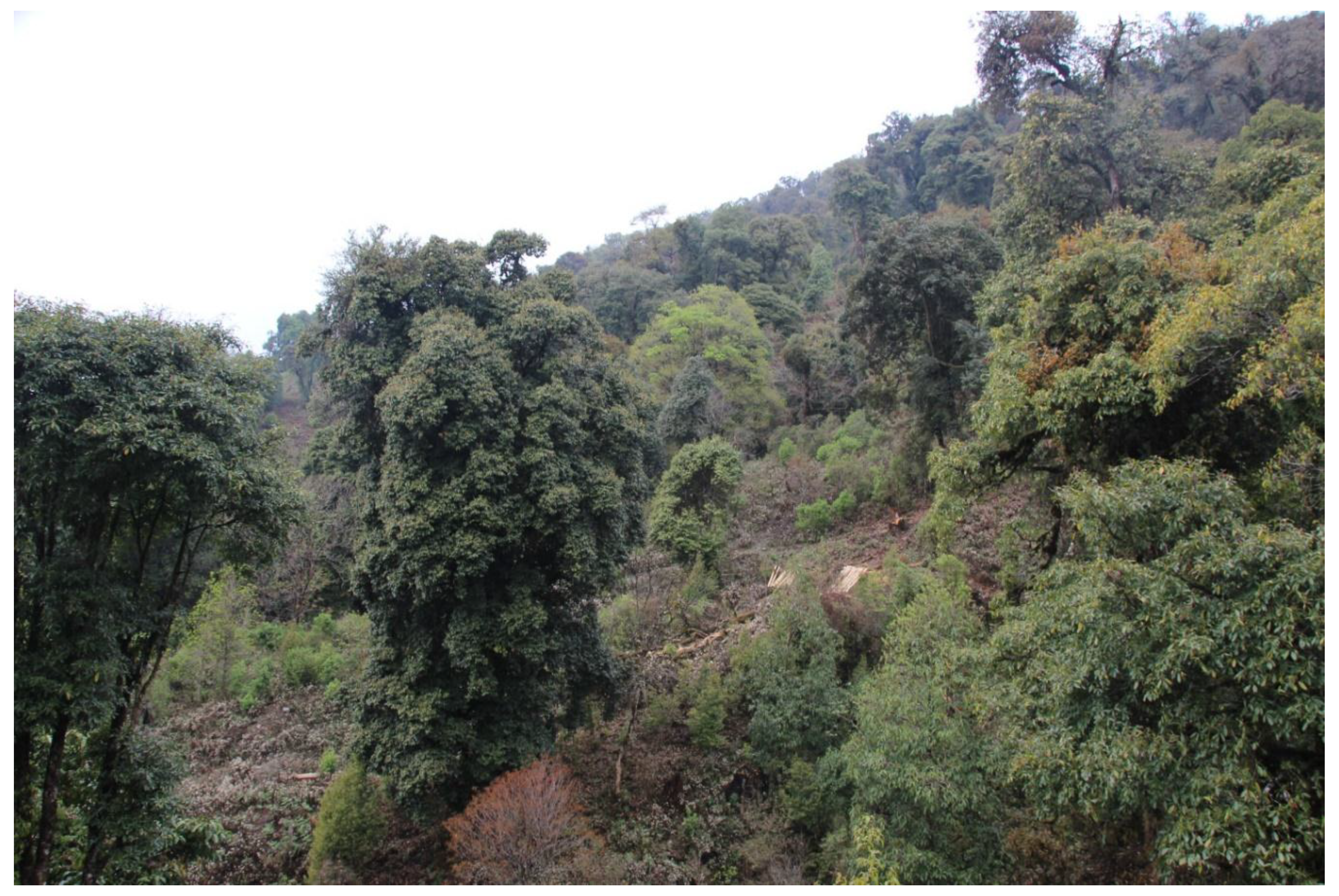 Forests 09 00675 g003