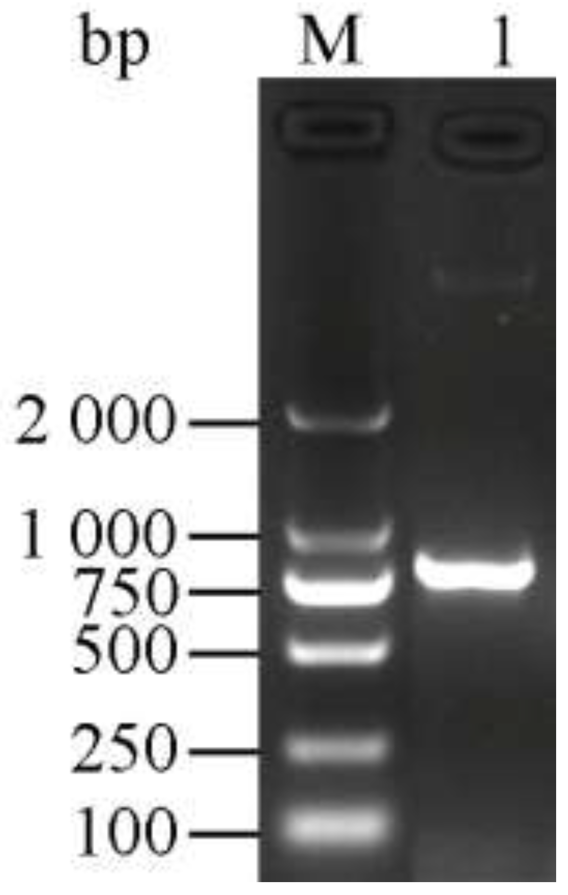 Forests 09 00699 g001