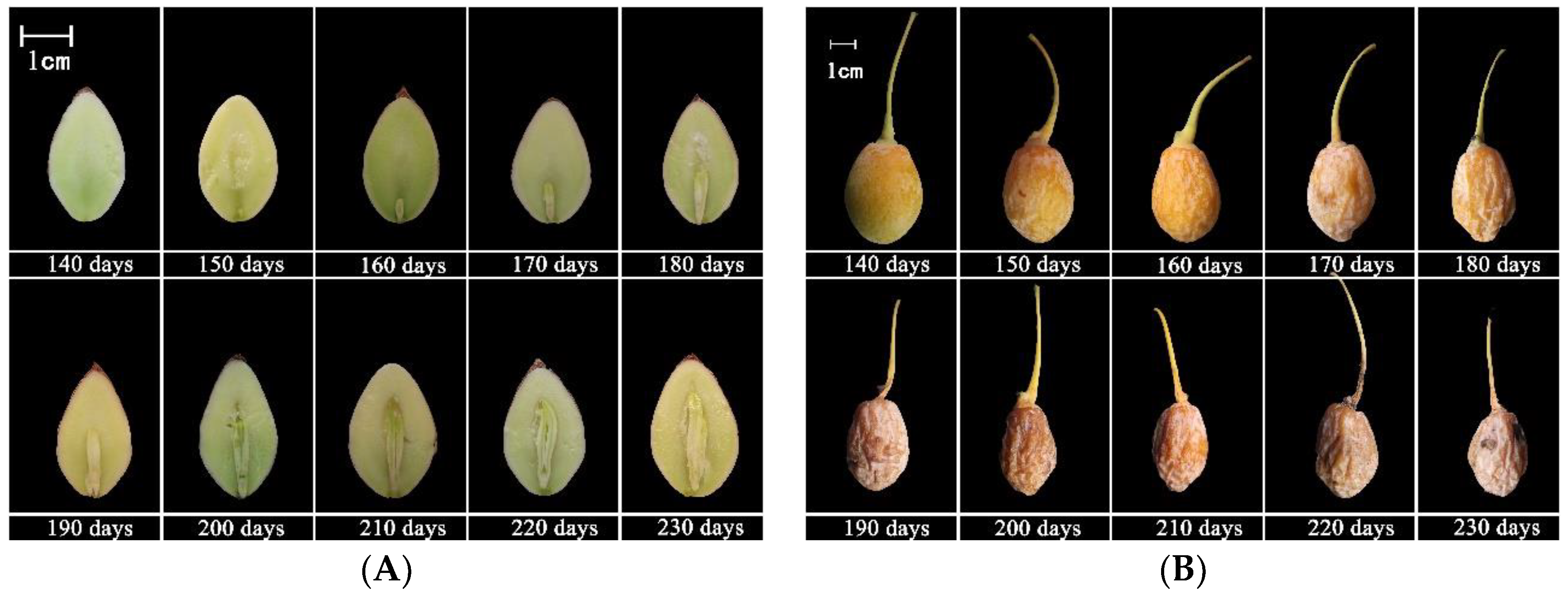 Forests Free FullText Embryo Development, Seed Germination, and