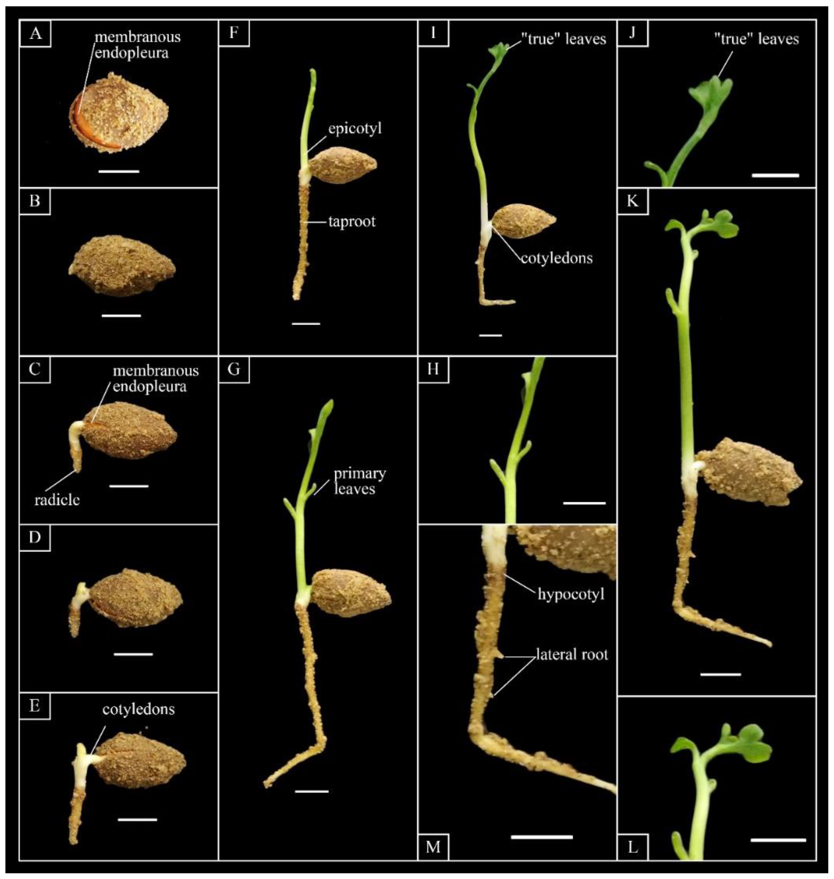 How to Germinate Ginkgo Seeds: Easy Steps for Successful Growth