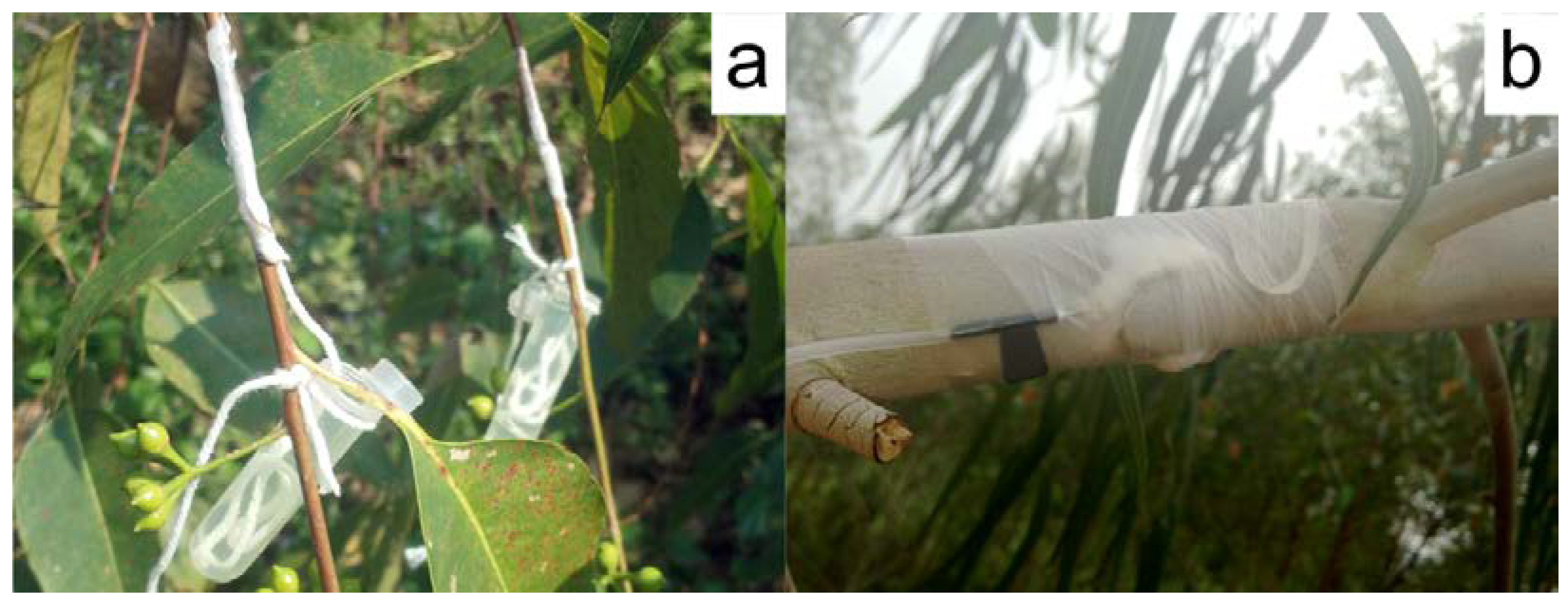 Forests Free Full Text Megaspore Chromosome Doubling In Eucalyptus Urophylla S T Blake Induced By Colchicine Treatment To Produce Triploids Html