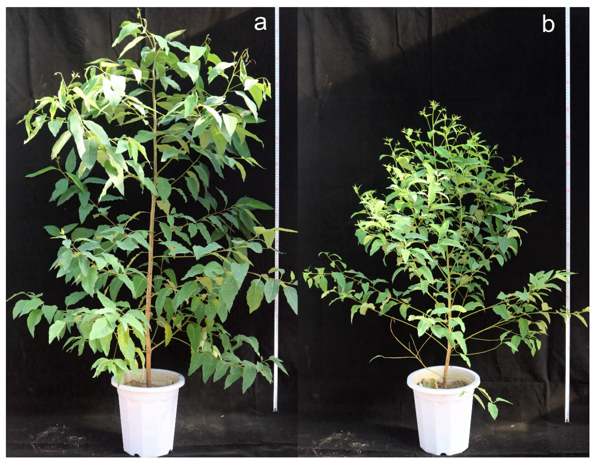 Forests 09 00728 g004