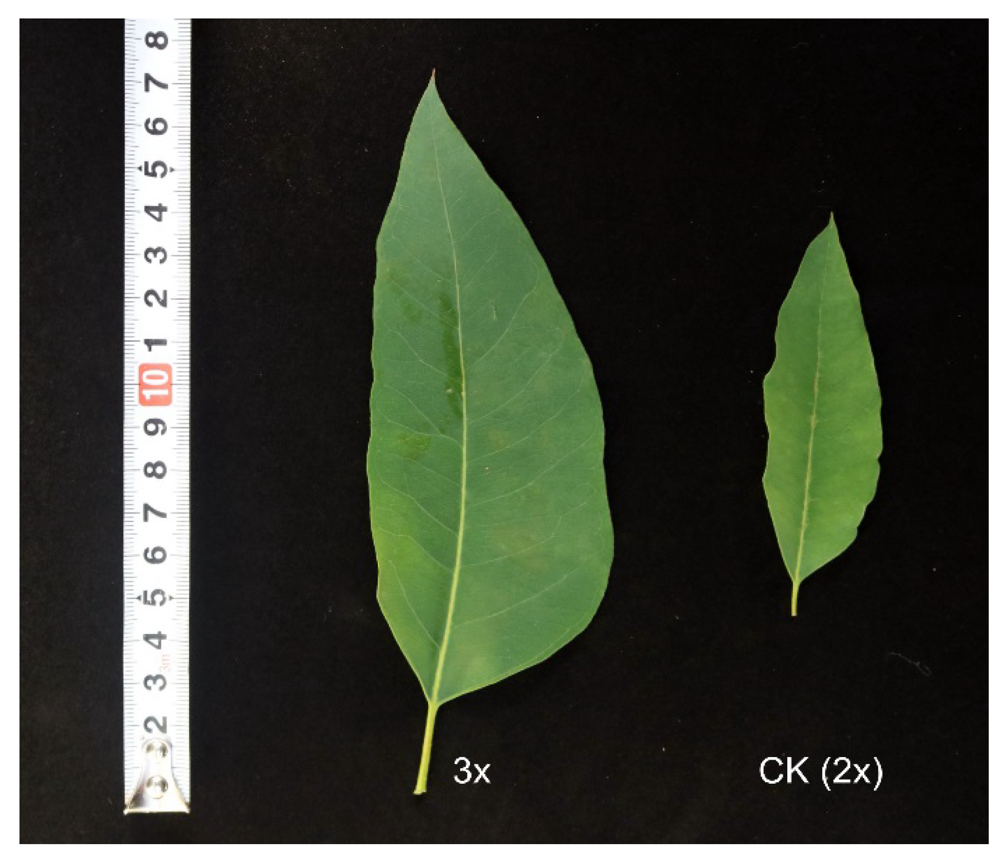 Forests 09 00728 g005