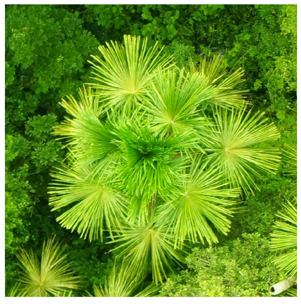 Forests 09 00736 g001