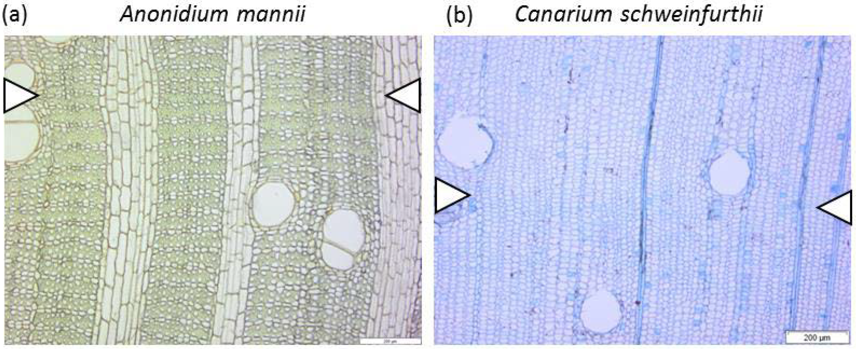 Forests 09 00763 g001a Forests 09 00763 g001a