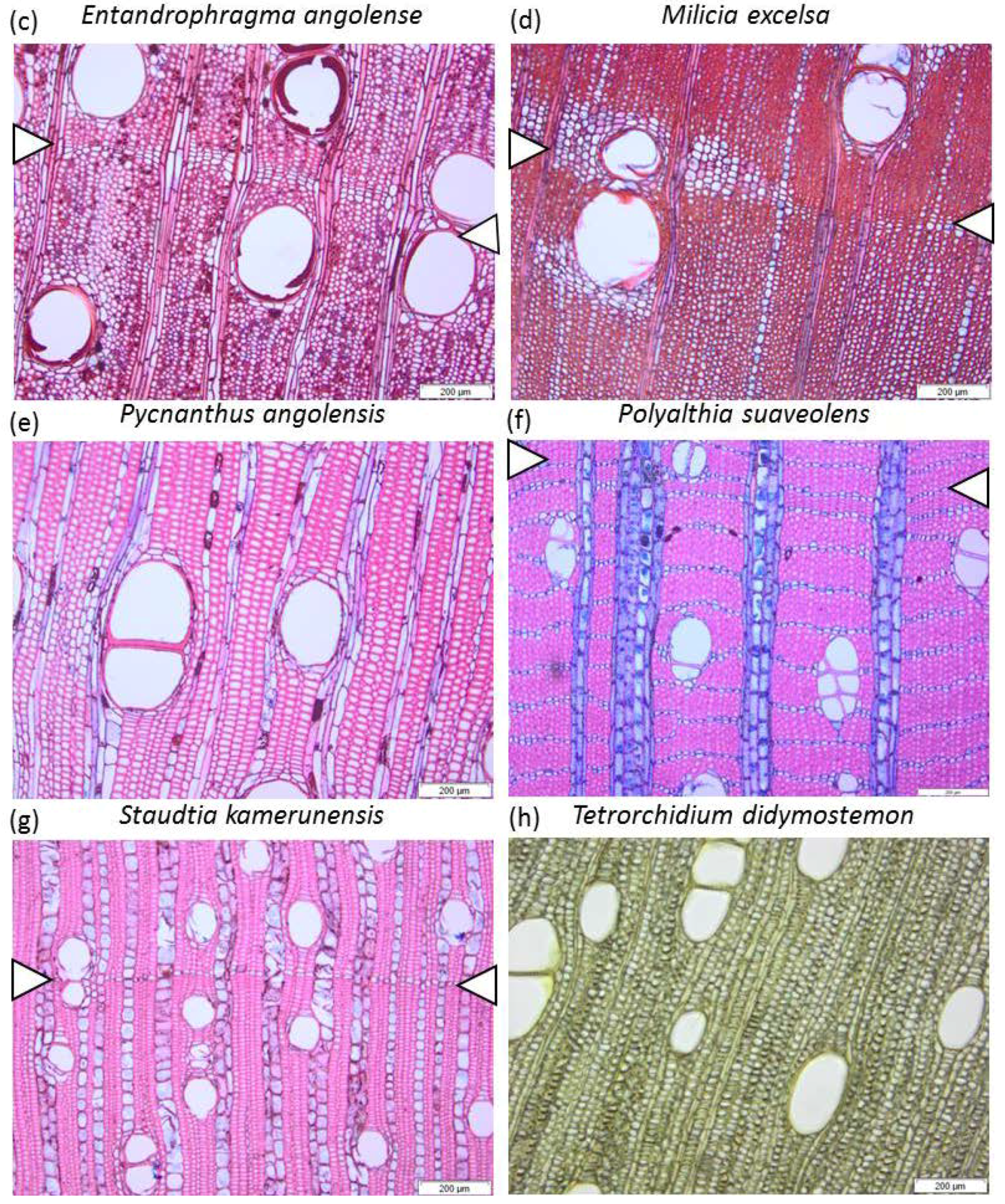 Forests 09 00763 g001b Forests 09 00763 g001b