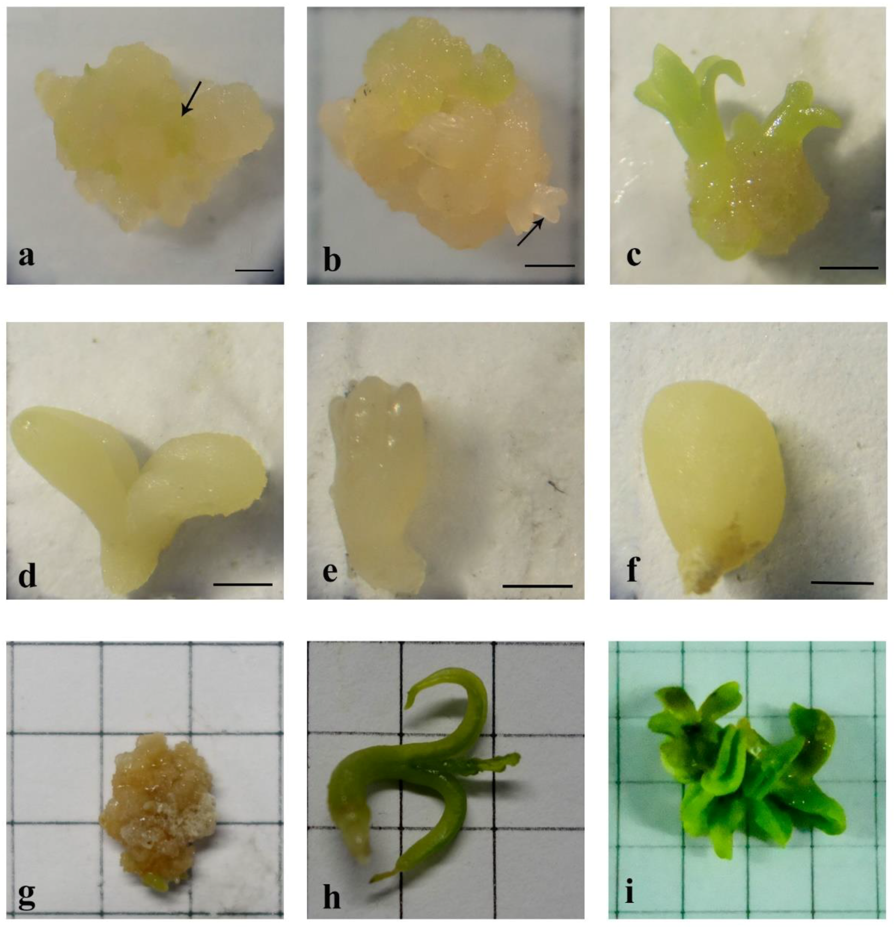 Forests 09 00769 g002