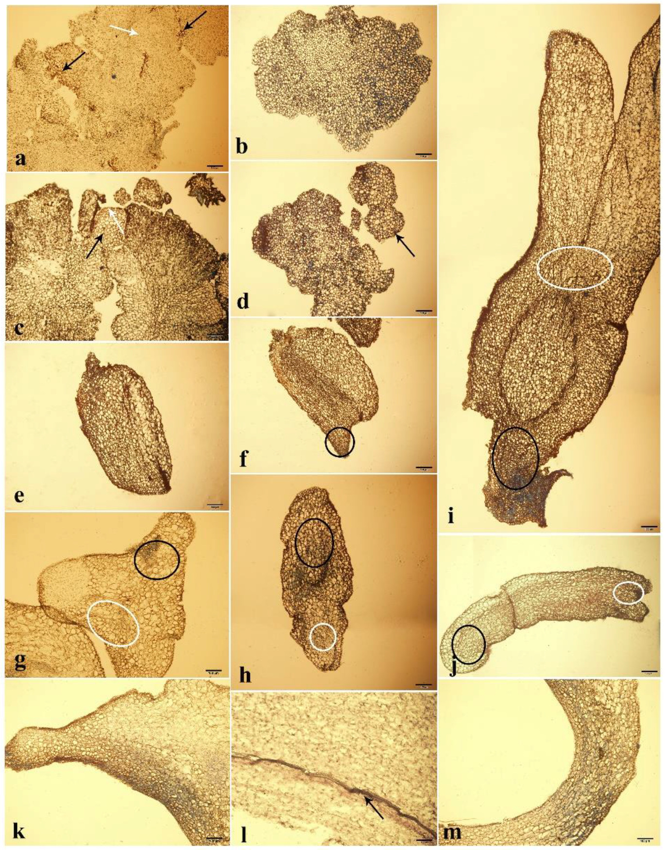 Forests 09 00769 g003