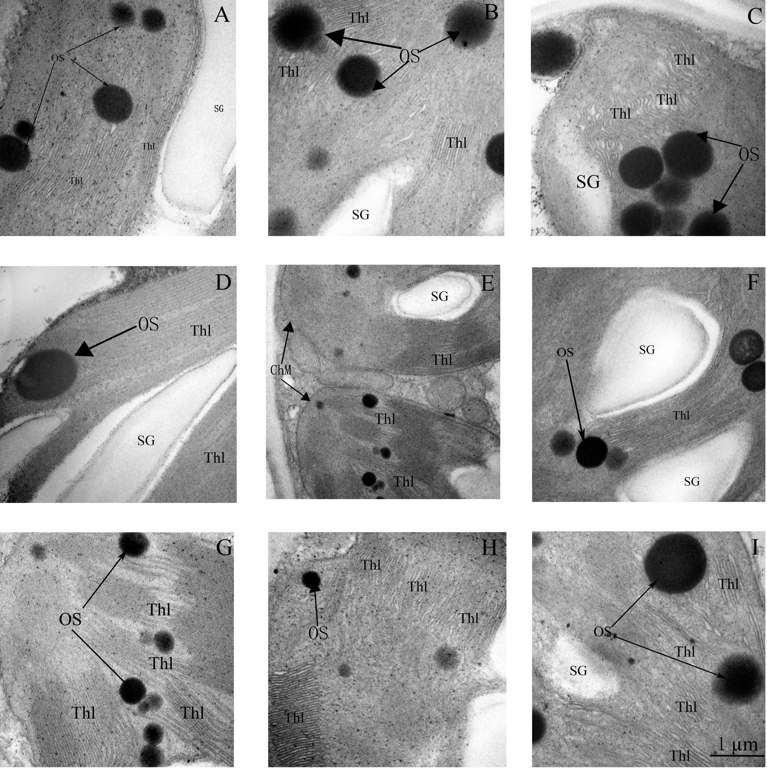Forests 10 00004 g008 Forests 10 00004 g008