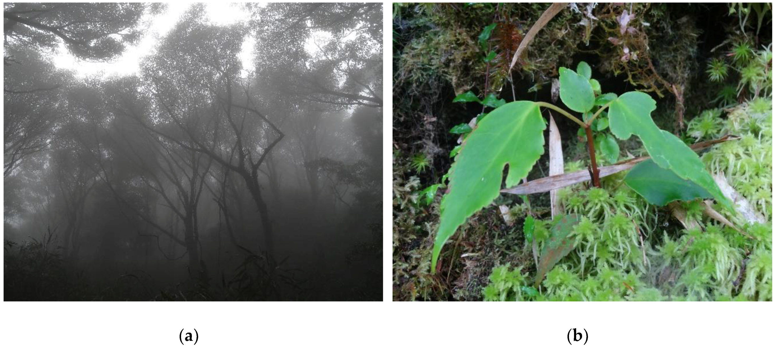 Forests 10 00007 g007 Forests 10 00007 g007