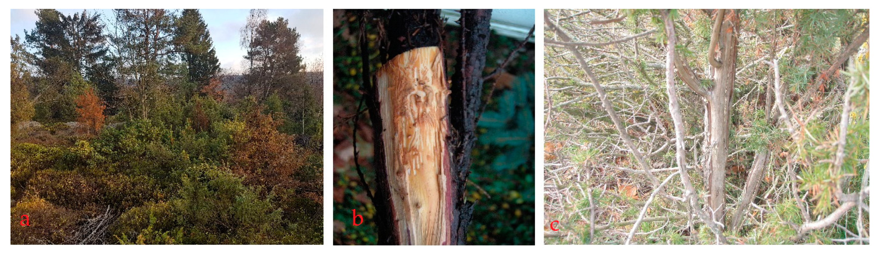 Forests 10 00012 g002 Forests 10 00012 g002