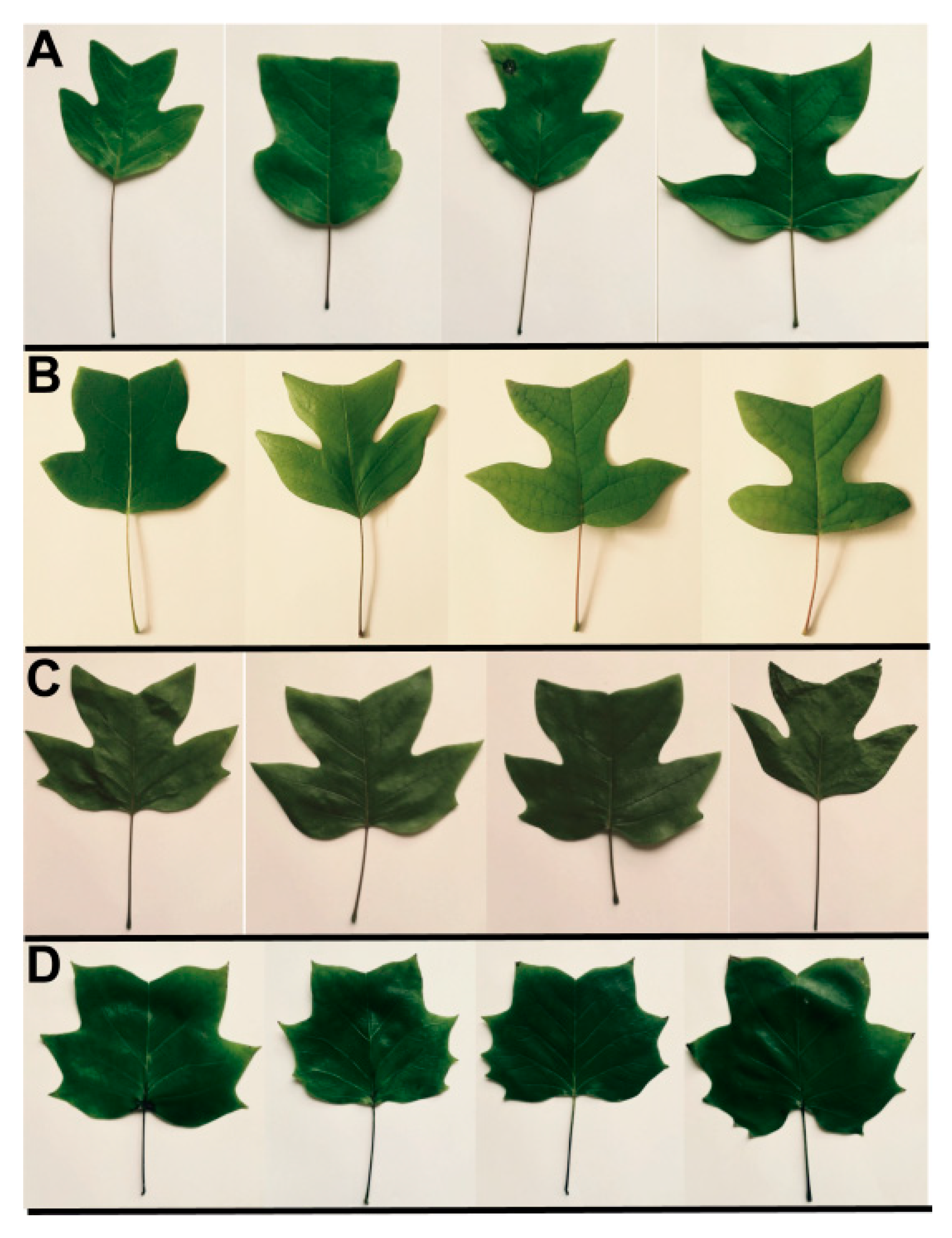 Forests 10 00013 g006 Forests 10 00013 g006