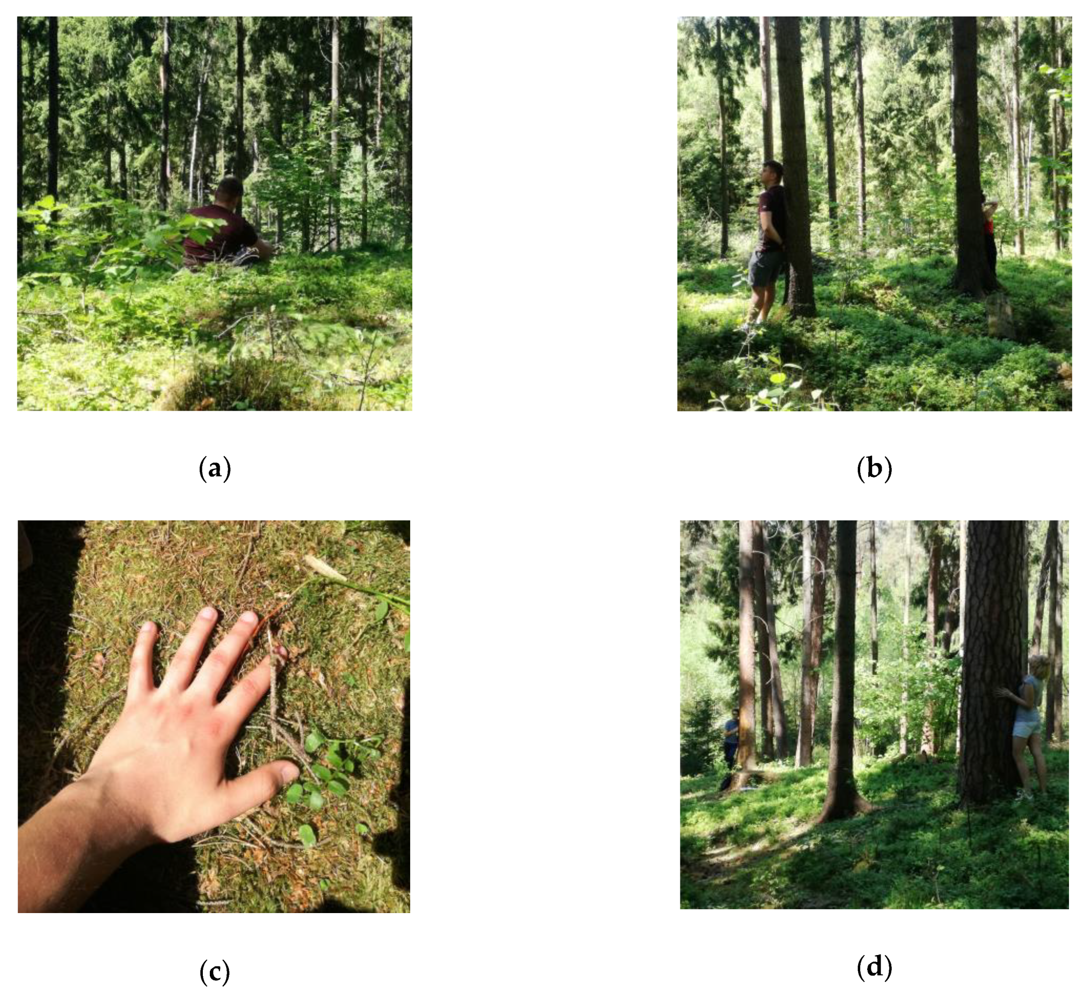 Forests 10 00034 g002