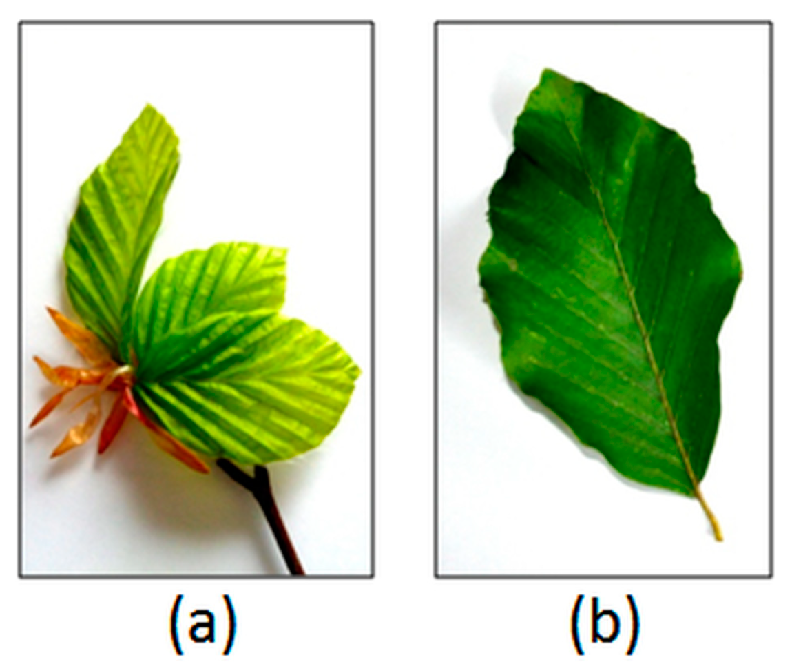 Forests 10 00060 g004 Forests 10 00060 g004