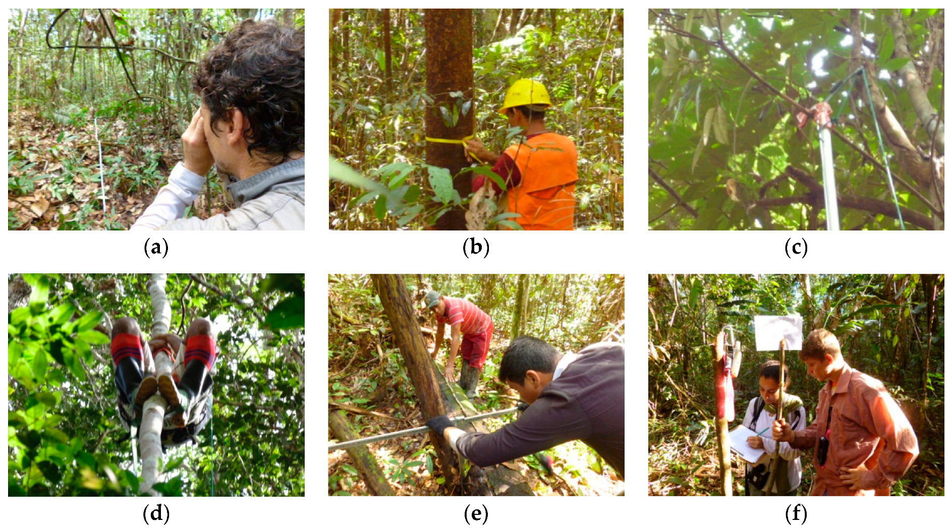 Forests 10 00061 g002