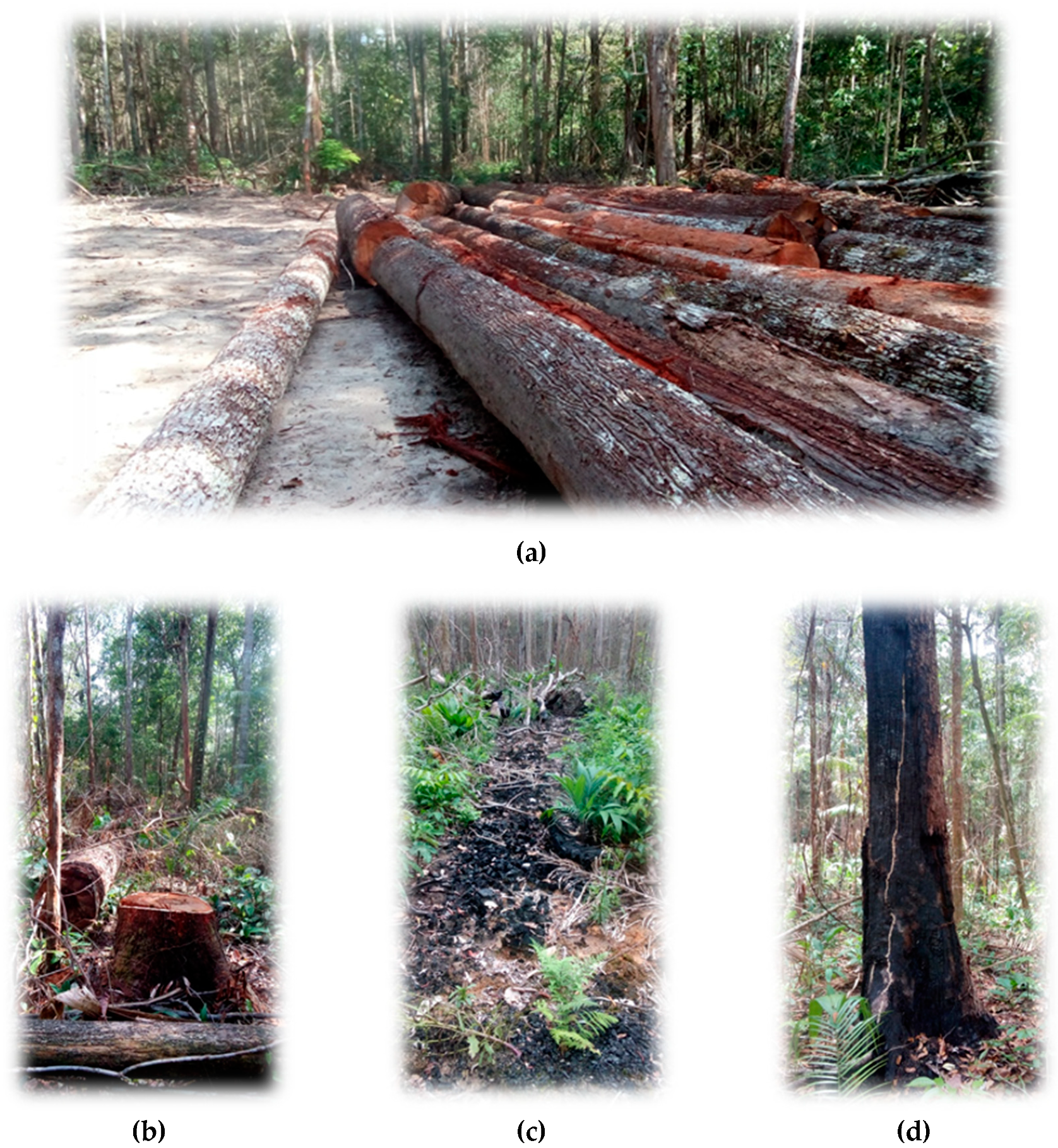 Forests 10 00061 g014